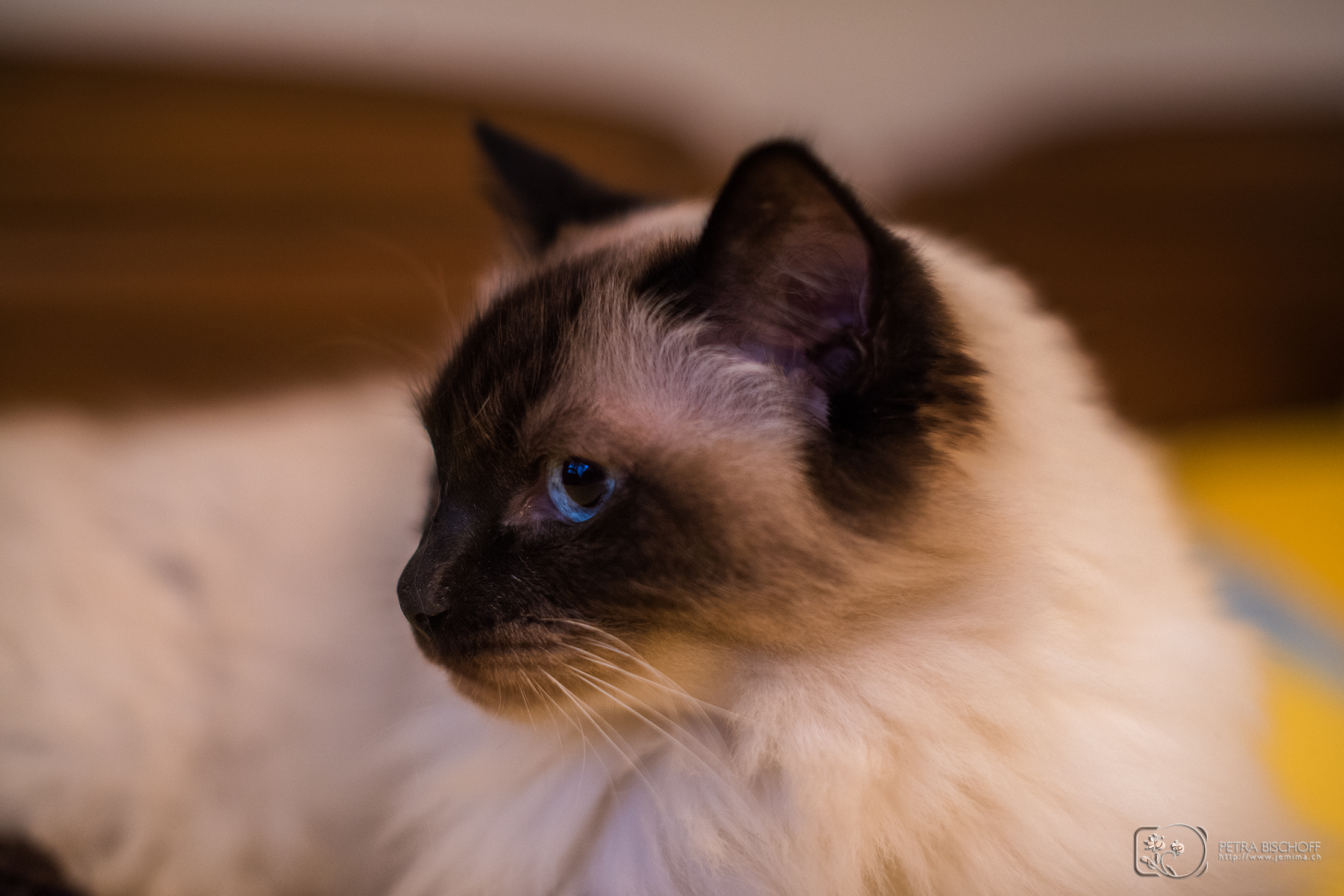 08.07.2017 - Saphira