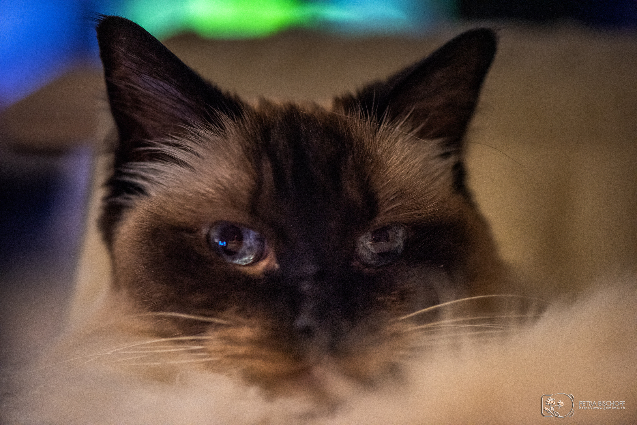 10.06.2020 - Saphira