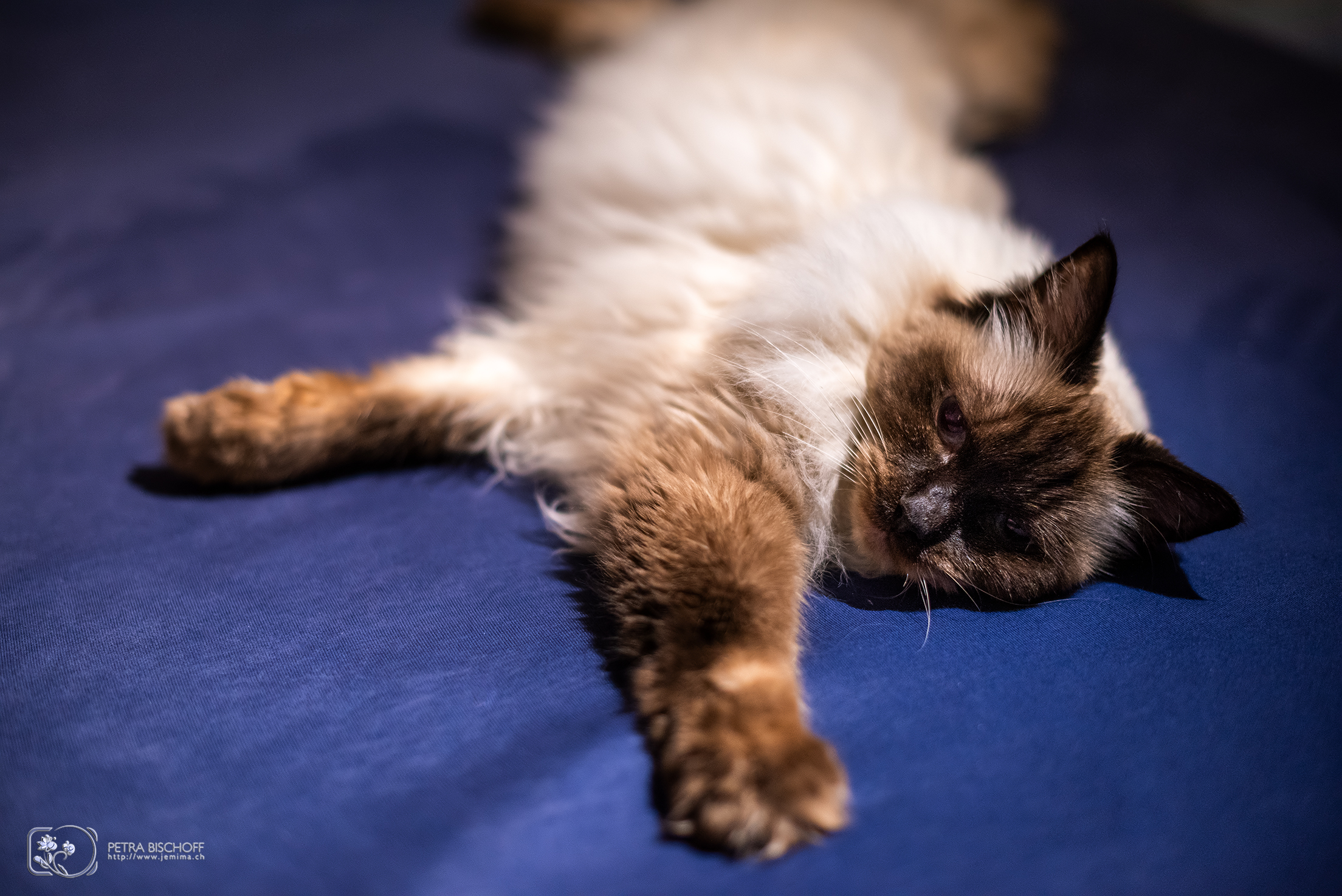 21.01.2020 - Saphira