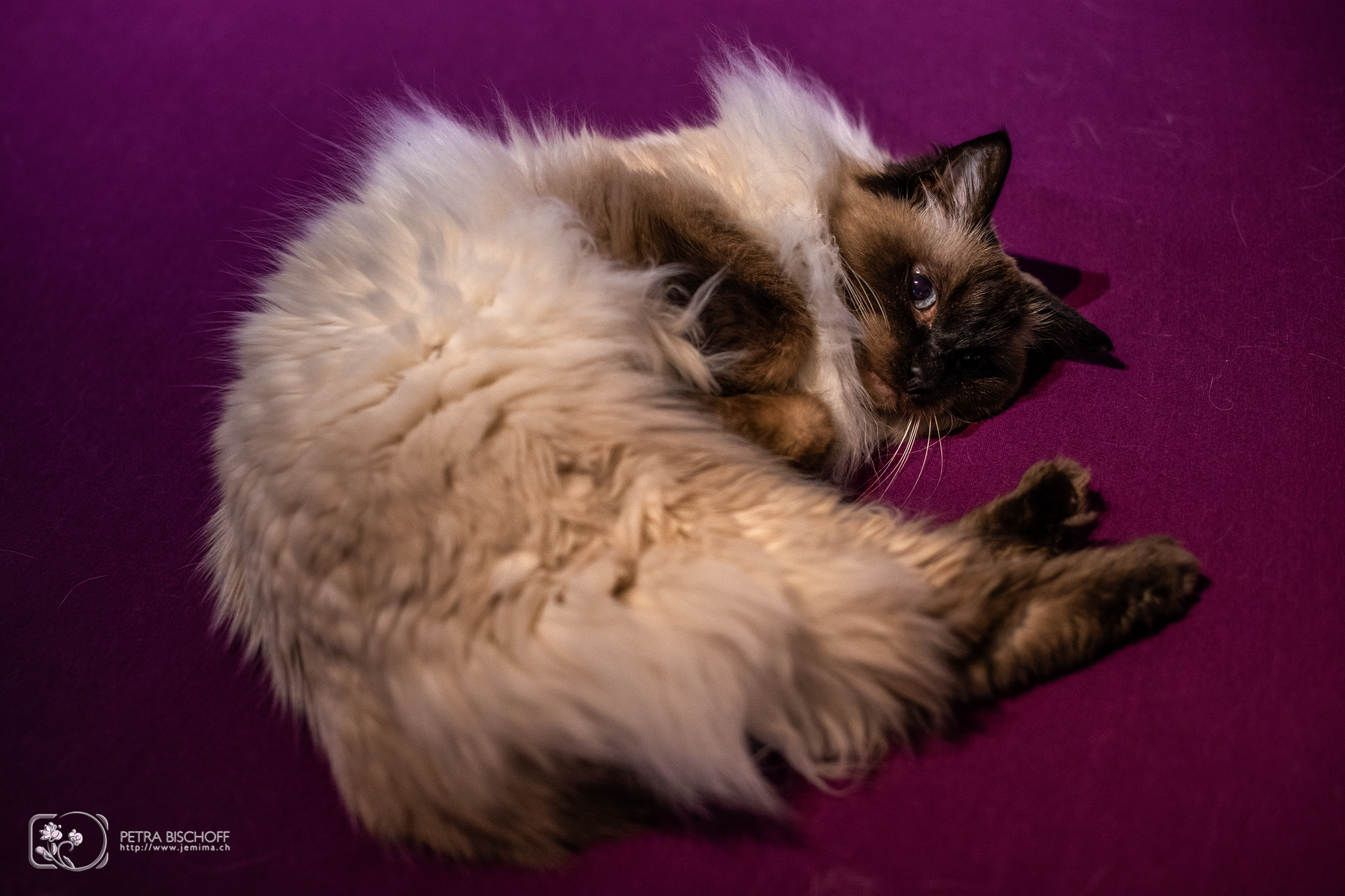 05.02.2020 - Saphira