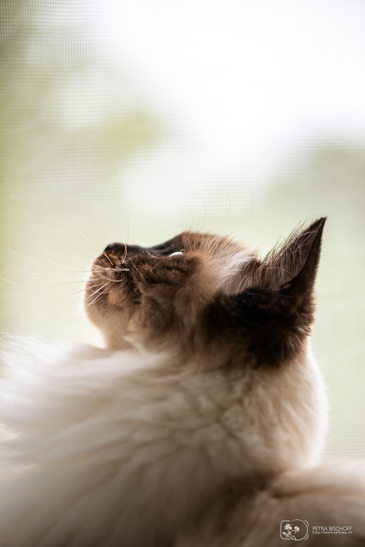 28.04.2020 - Saphira