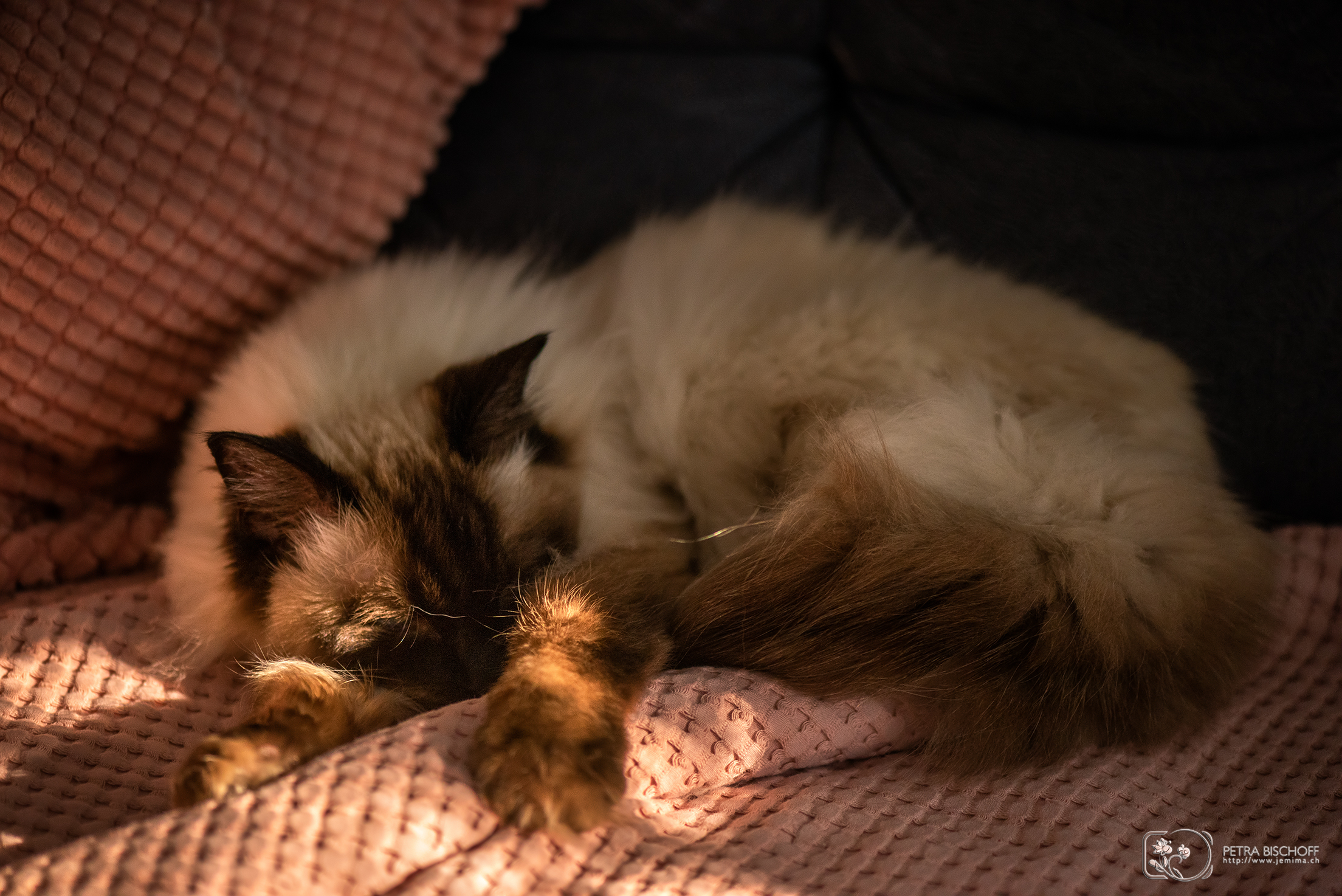 04.04.2020 - Saphira