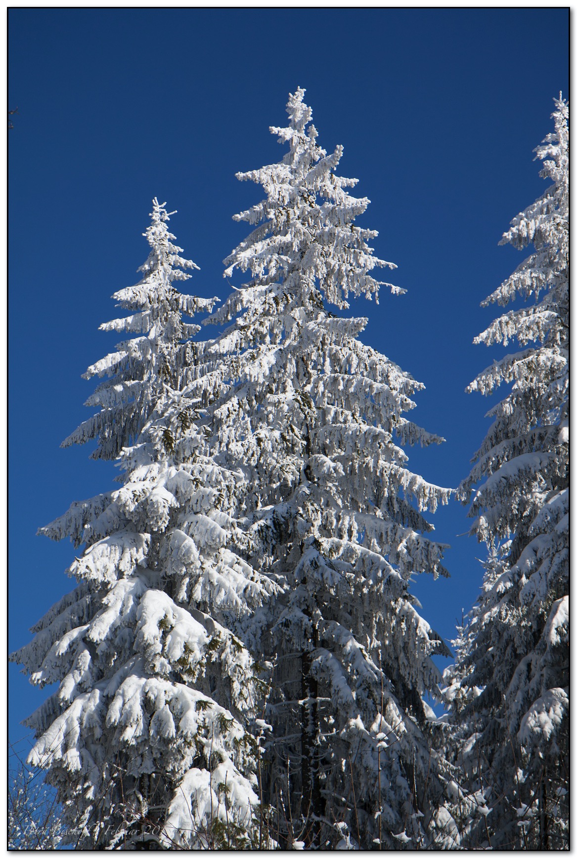 &copy; Petra Bischoff