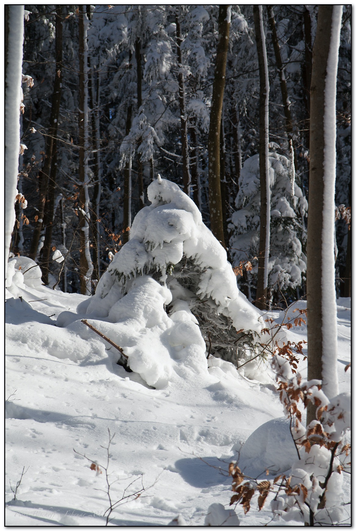 &copy; Petra Bischoff