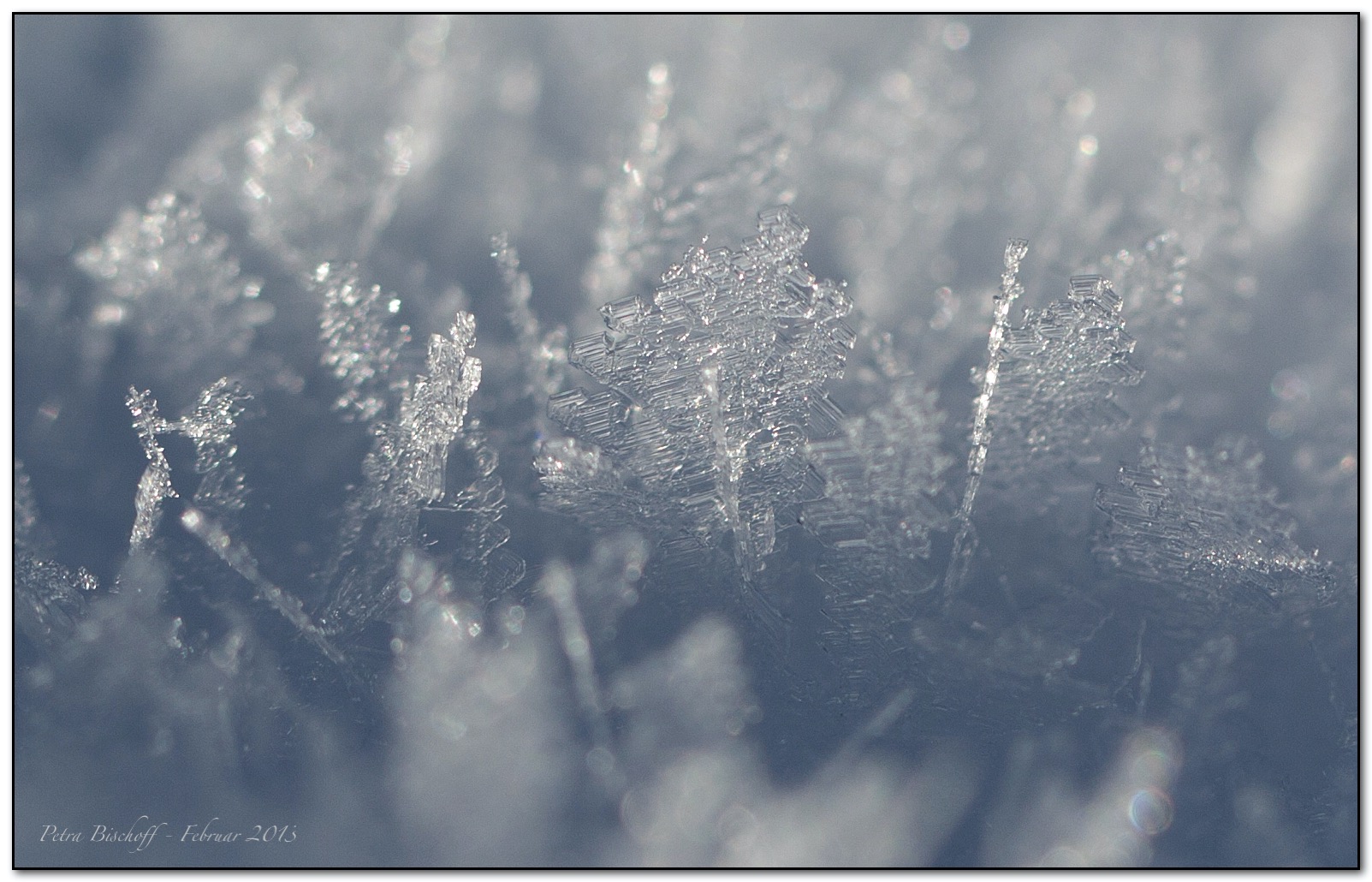 &copy; Petra Bischoff