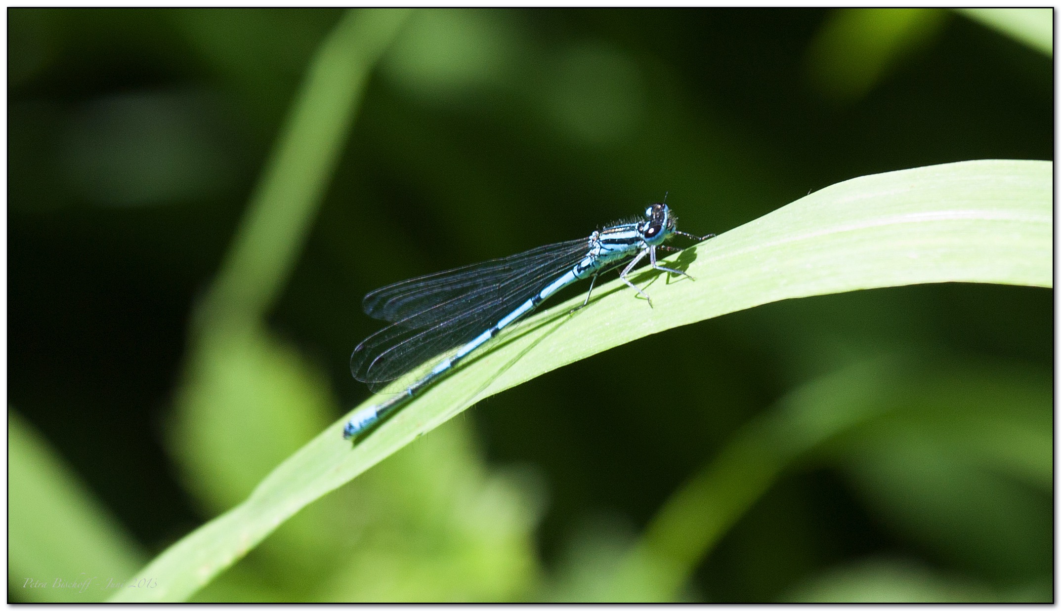 &copy; Petra Bischoff