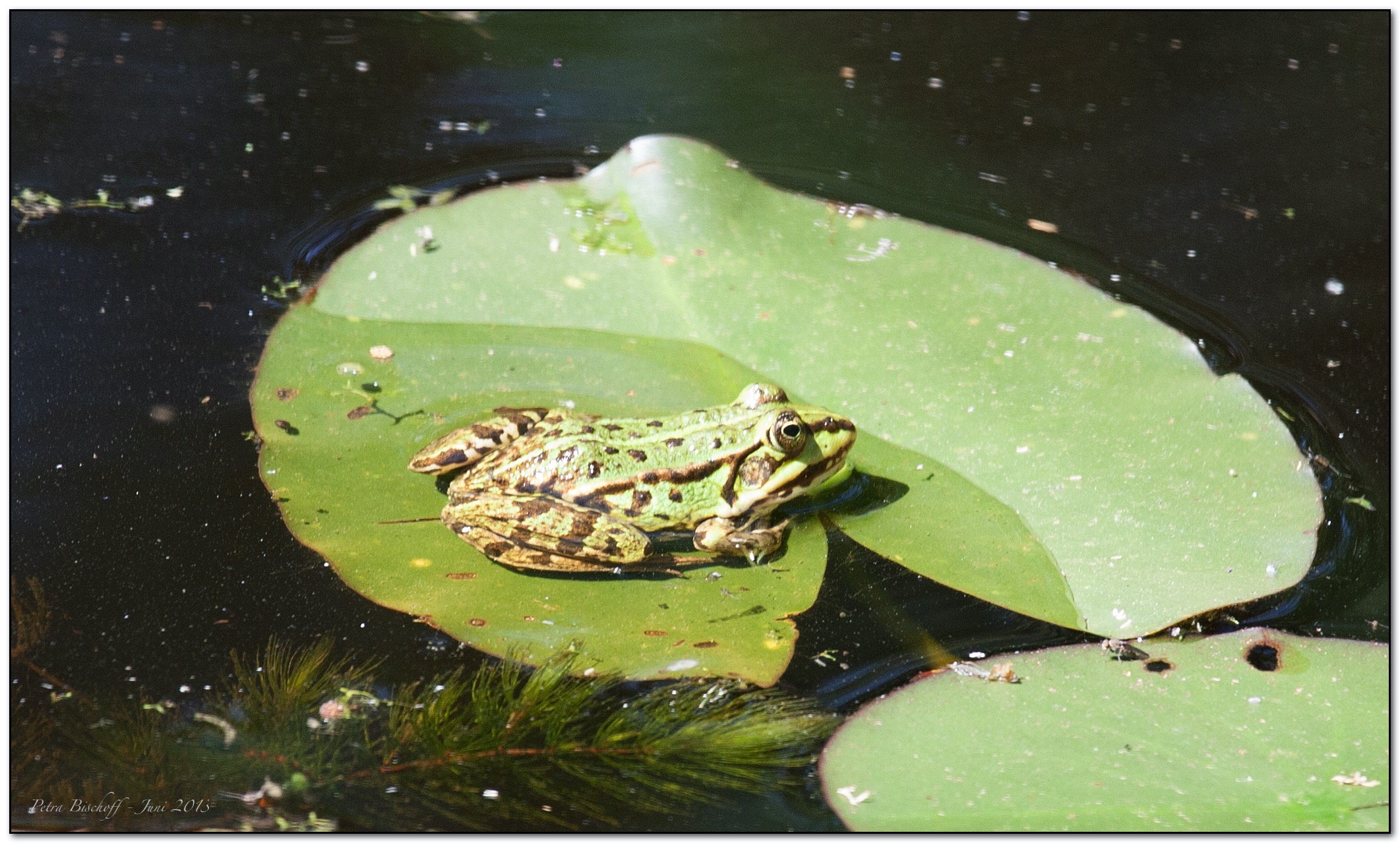 &copy; Petra Bischoff