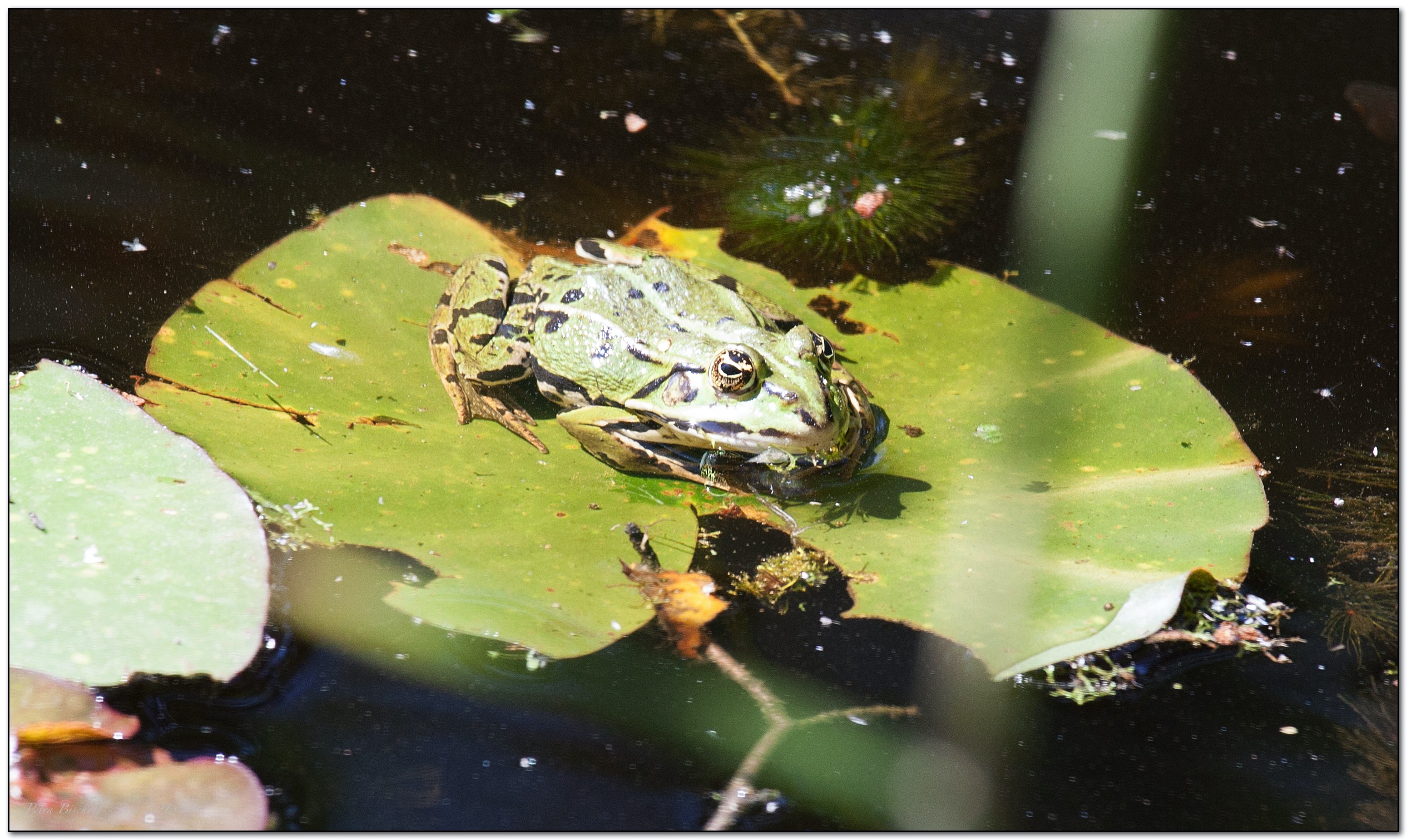 &copy; Petra Bischoff