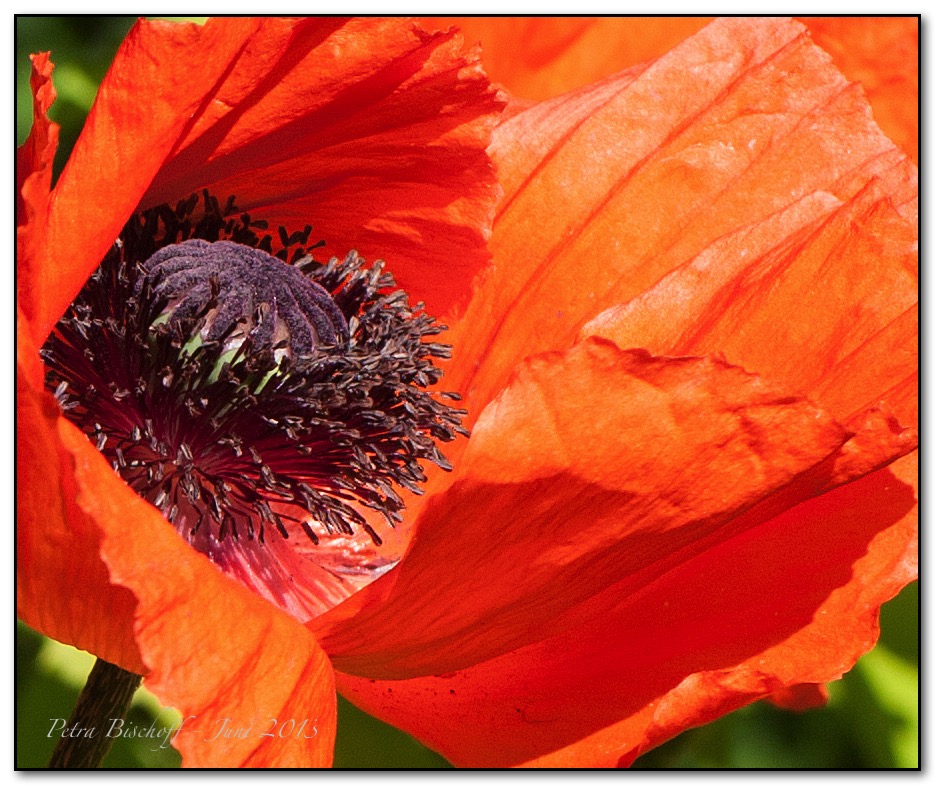 &copy; Petra Bischoff