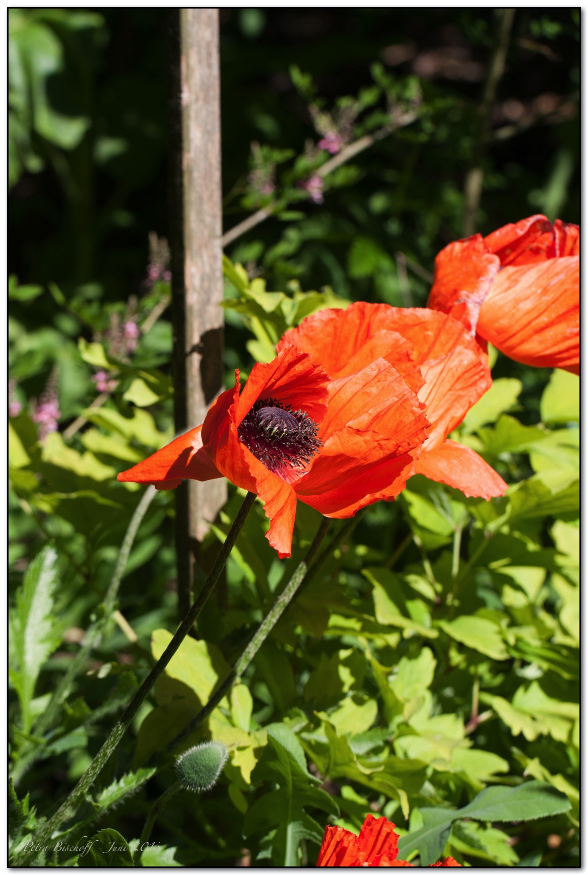 &copy; Petra Bischoff