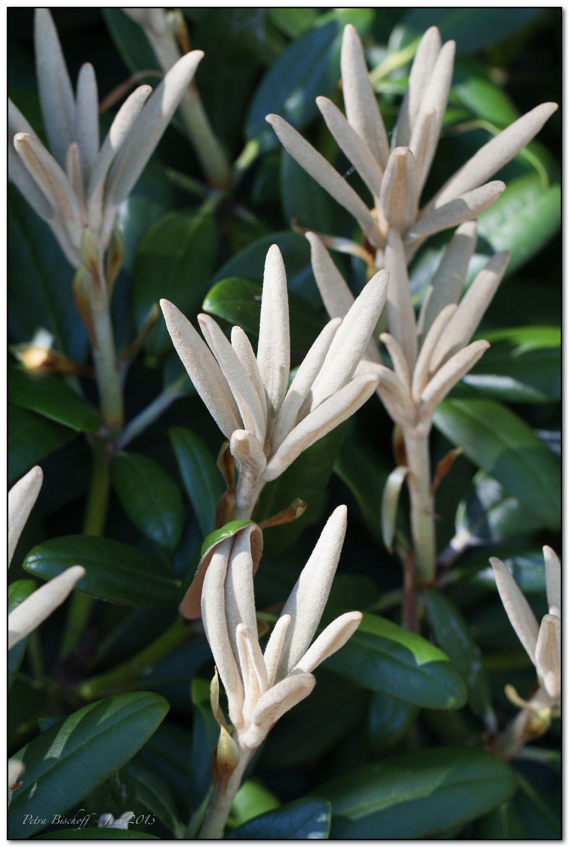 &copy; Petra Bischoff