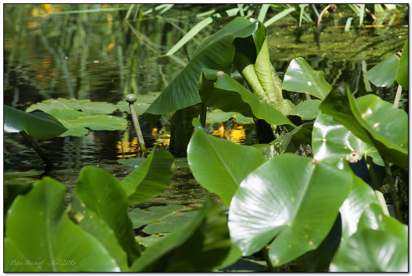 &copy; Petra Bischoff