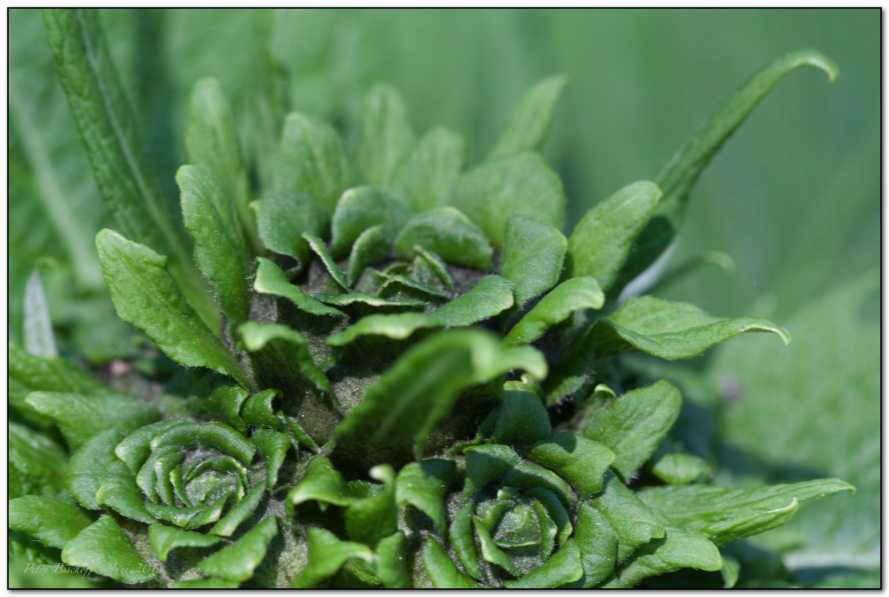 &copy; Petra Bischoff