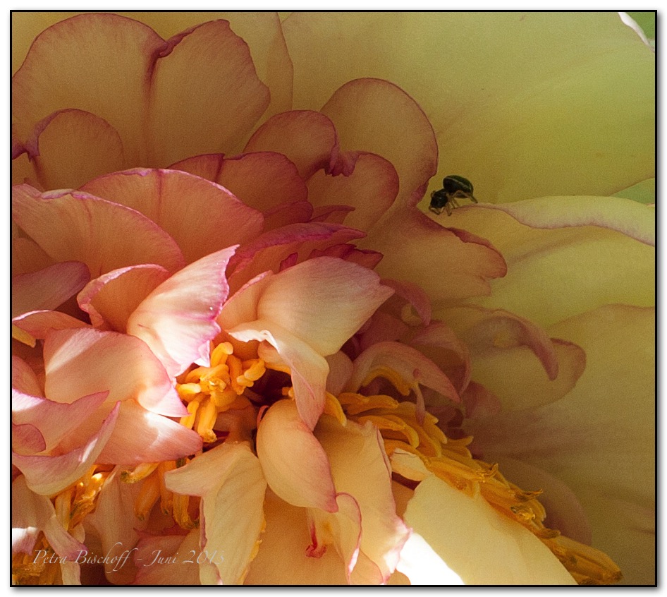 &copy; Petra Bischoff