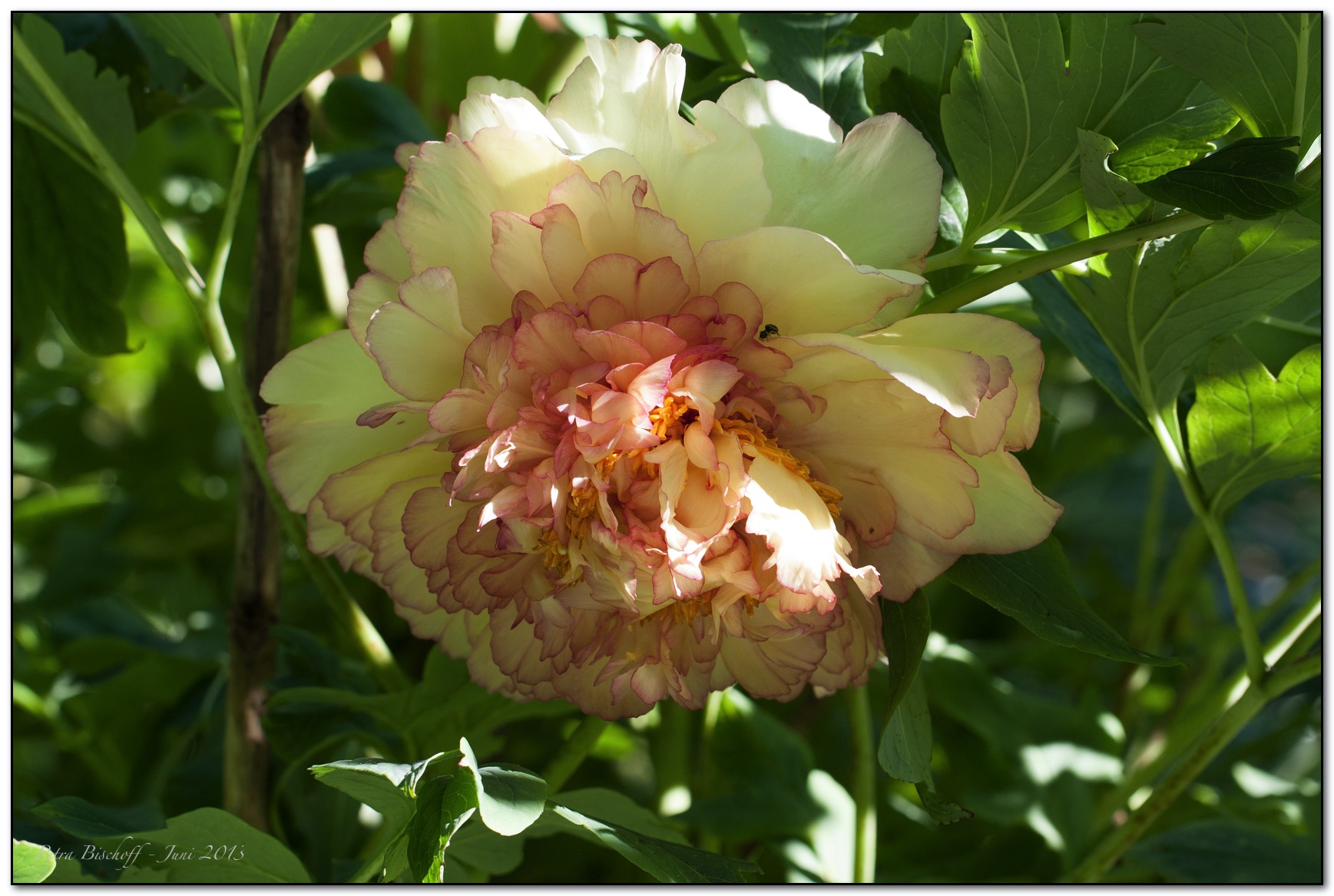 &copy; Petra Bischoff