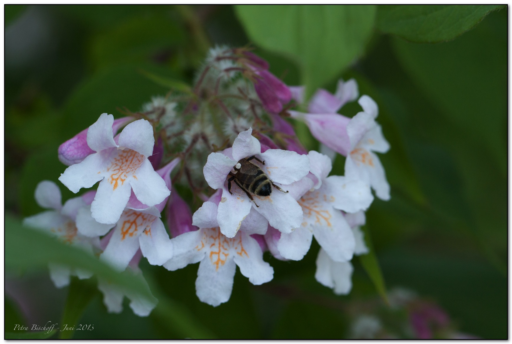 &copy; Petra Bischoff