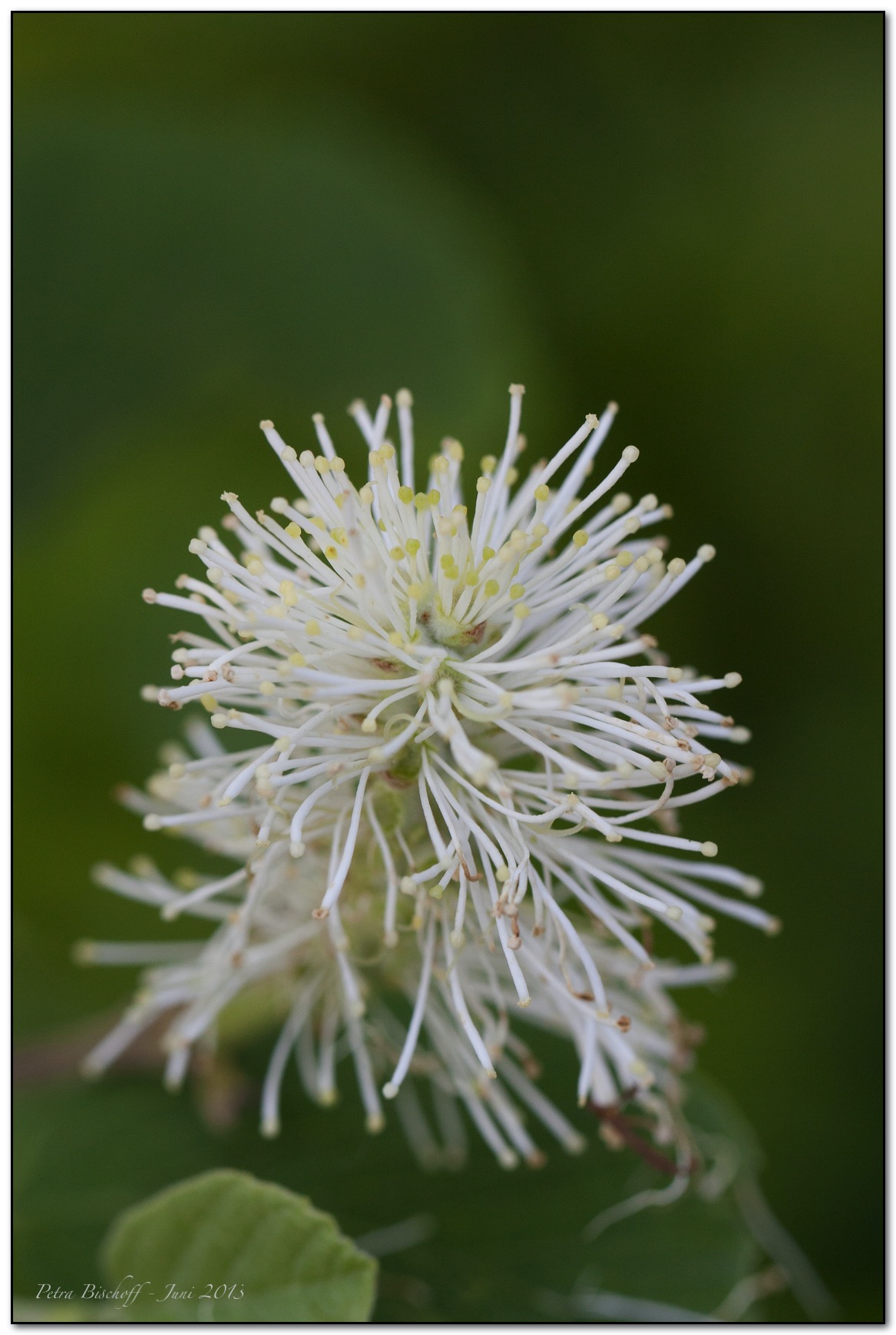 &copy; Petra Bischoff