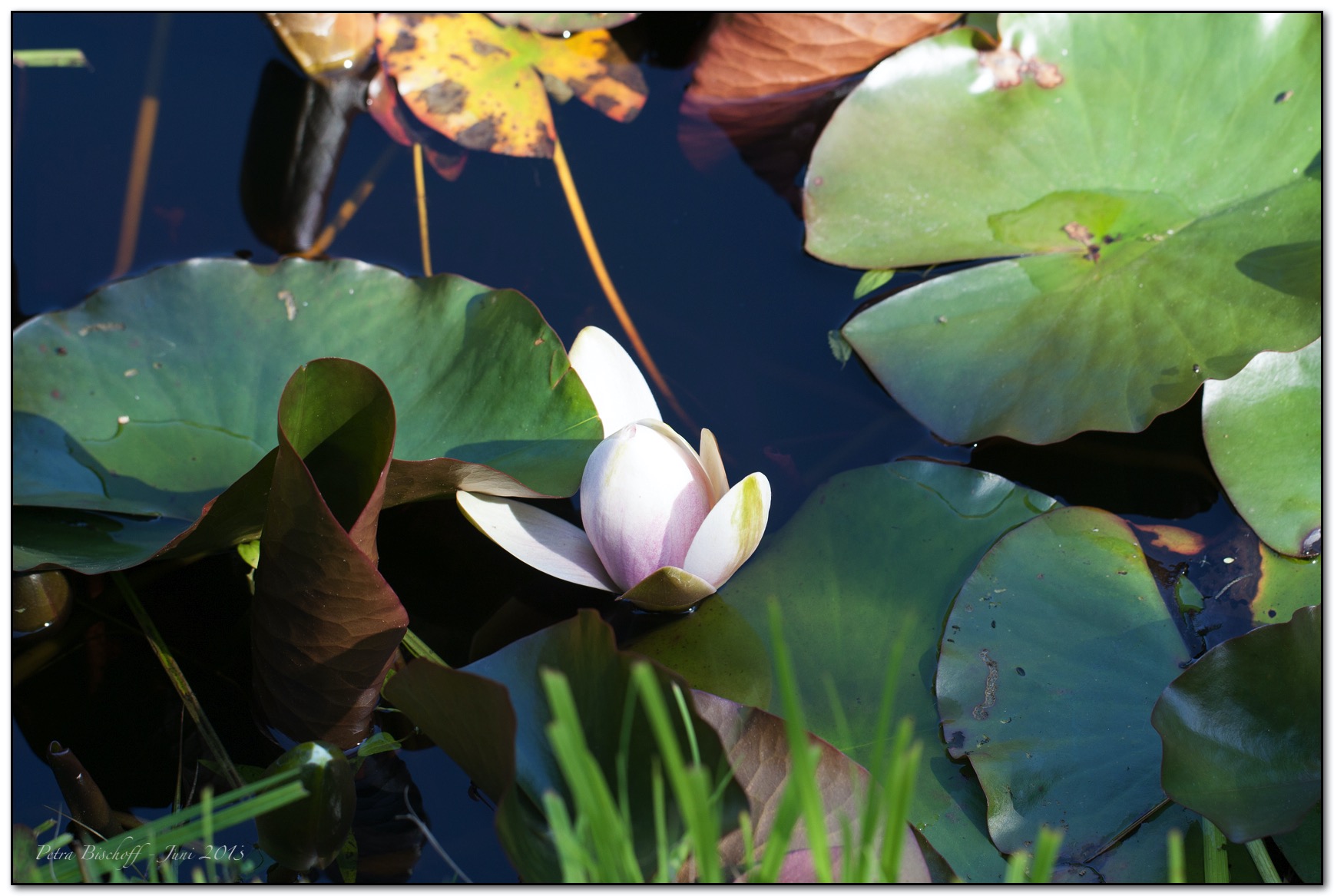 &copy; Petra Bischoff