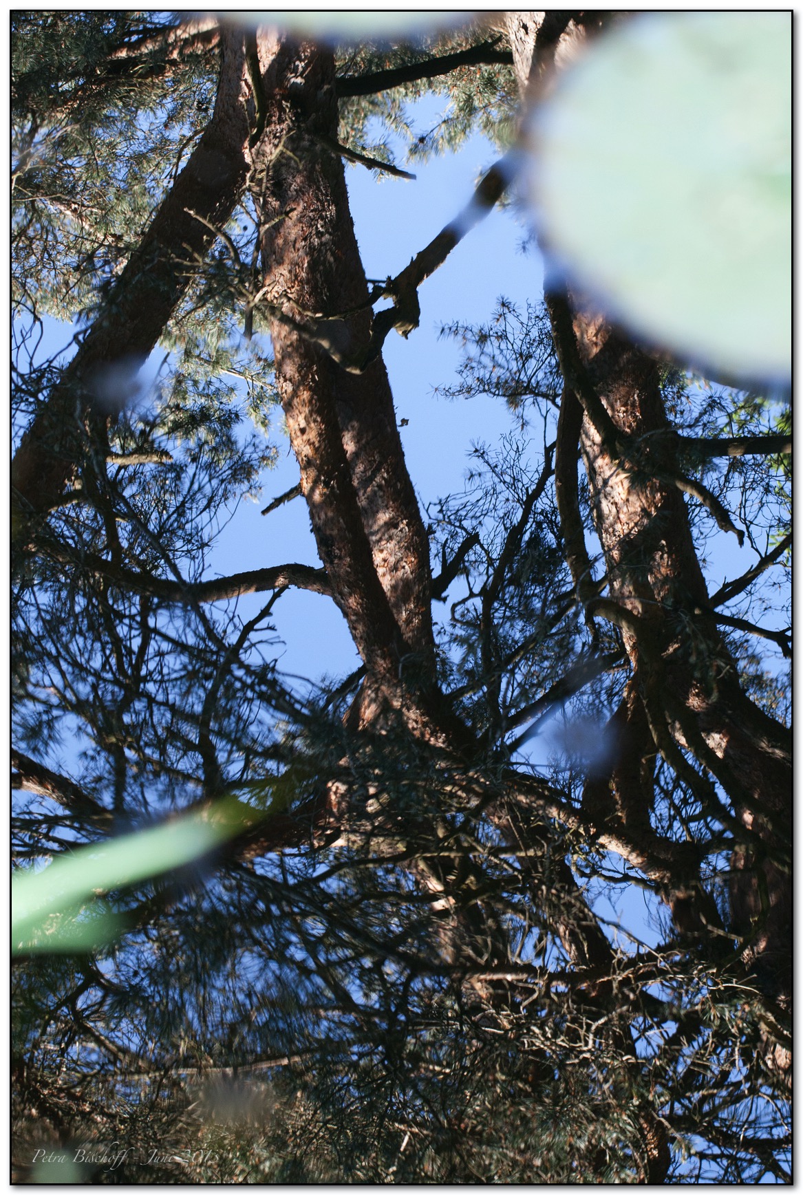 &copy; Petra Bischoff