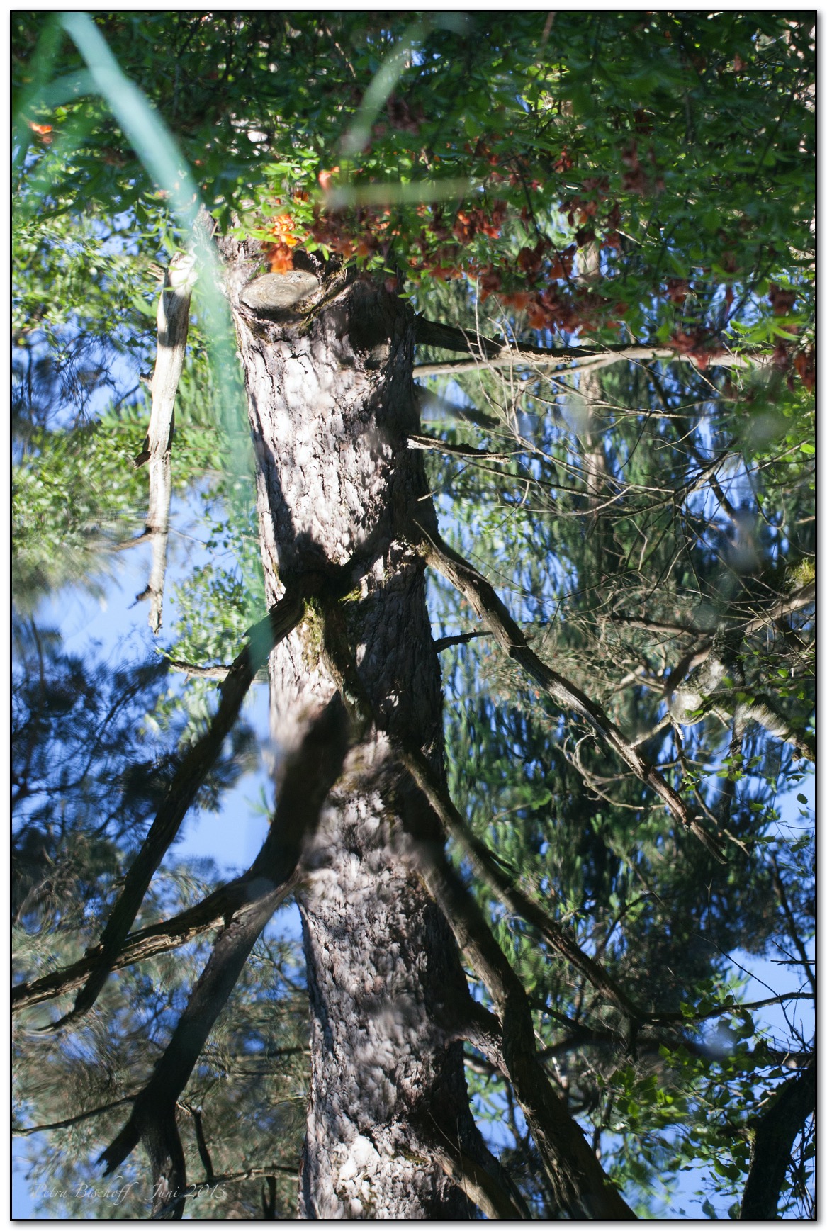 &copy; Petra Bischoff