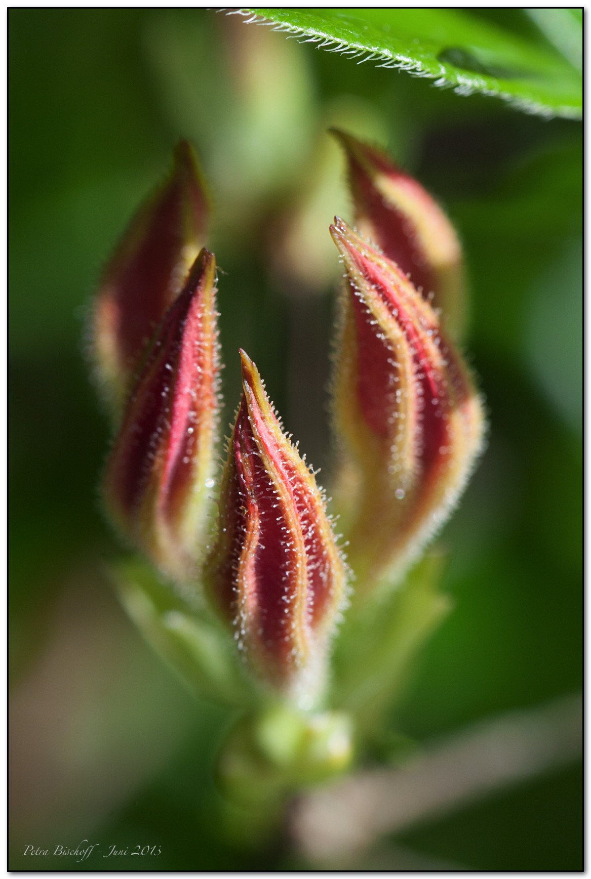 &copy; Petra Bischoff