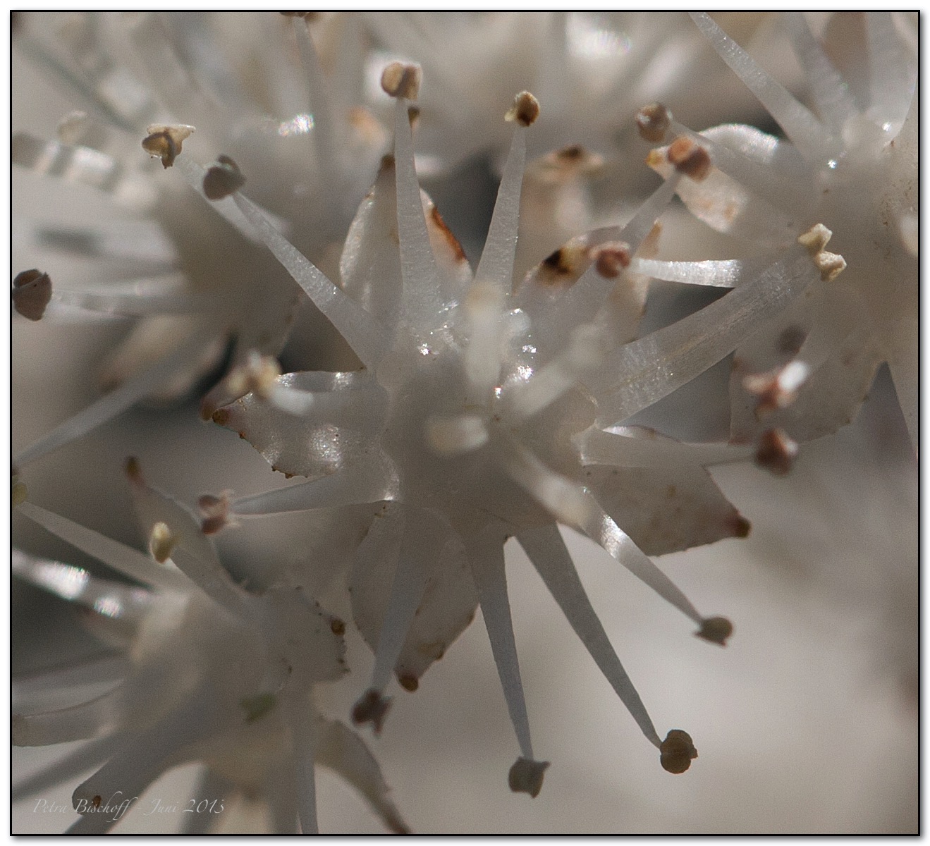 &copy; Petra Bischoff