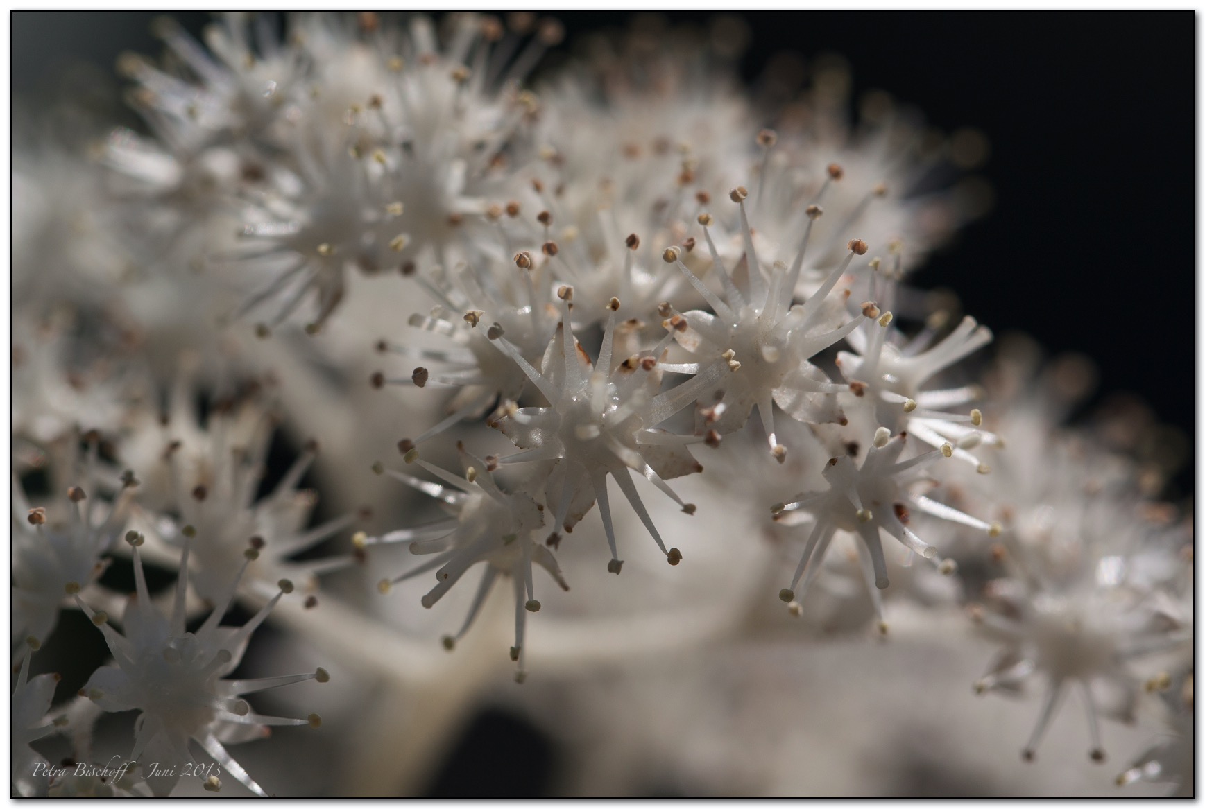 &copy; Petra Bischoff