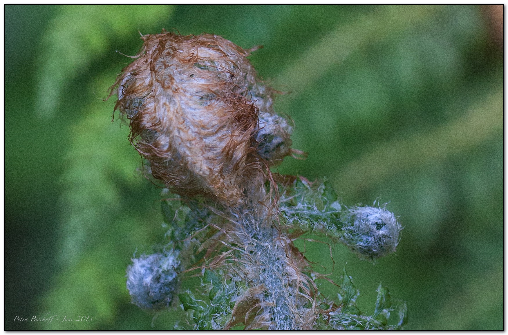 &copy; Petra Bischoff