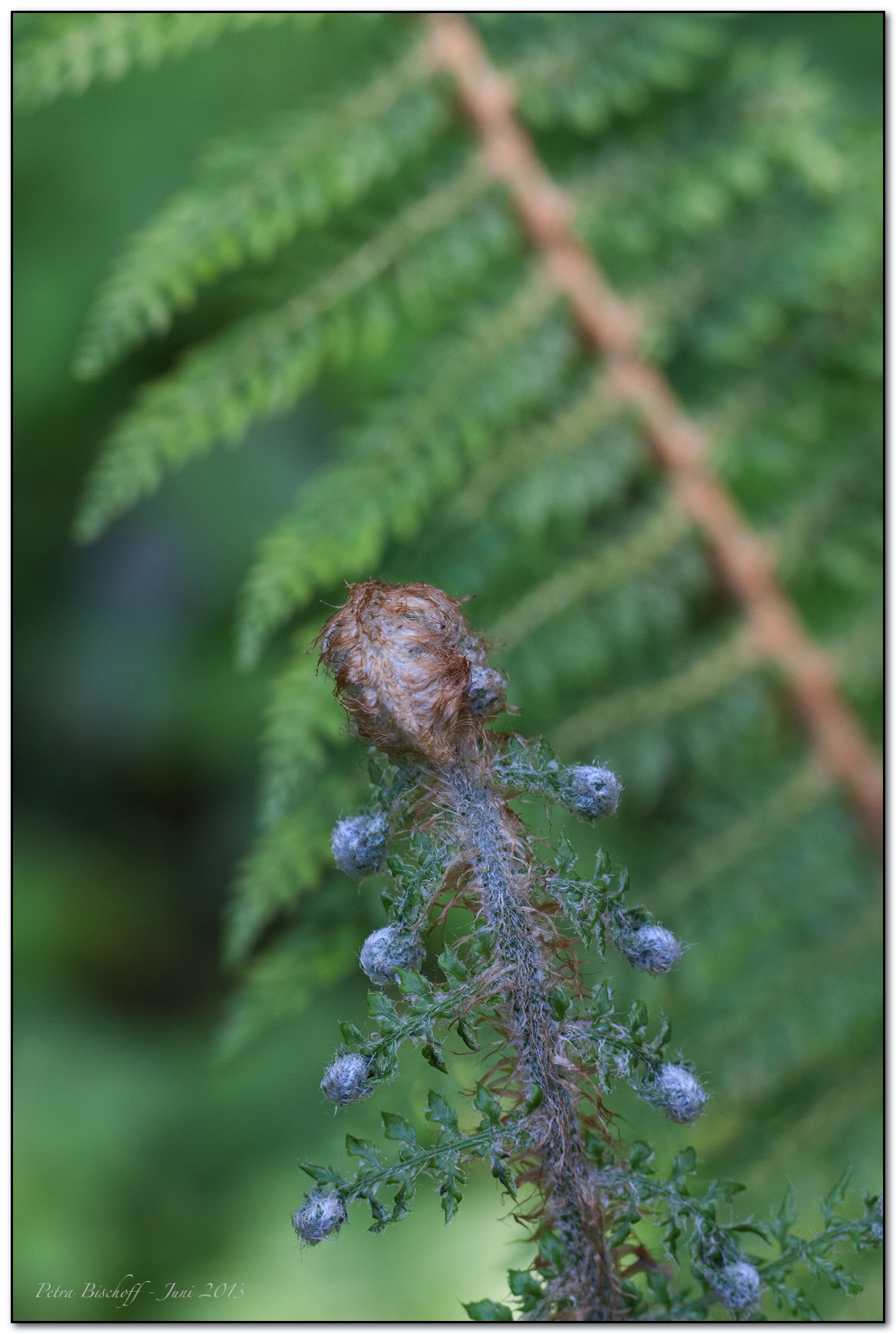 &copy; Petra Bischoff