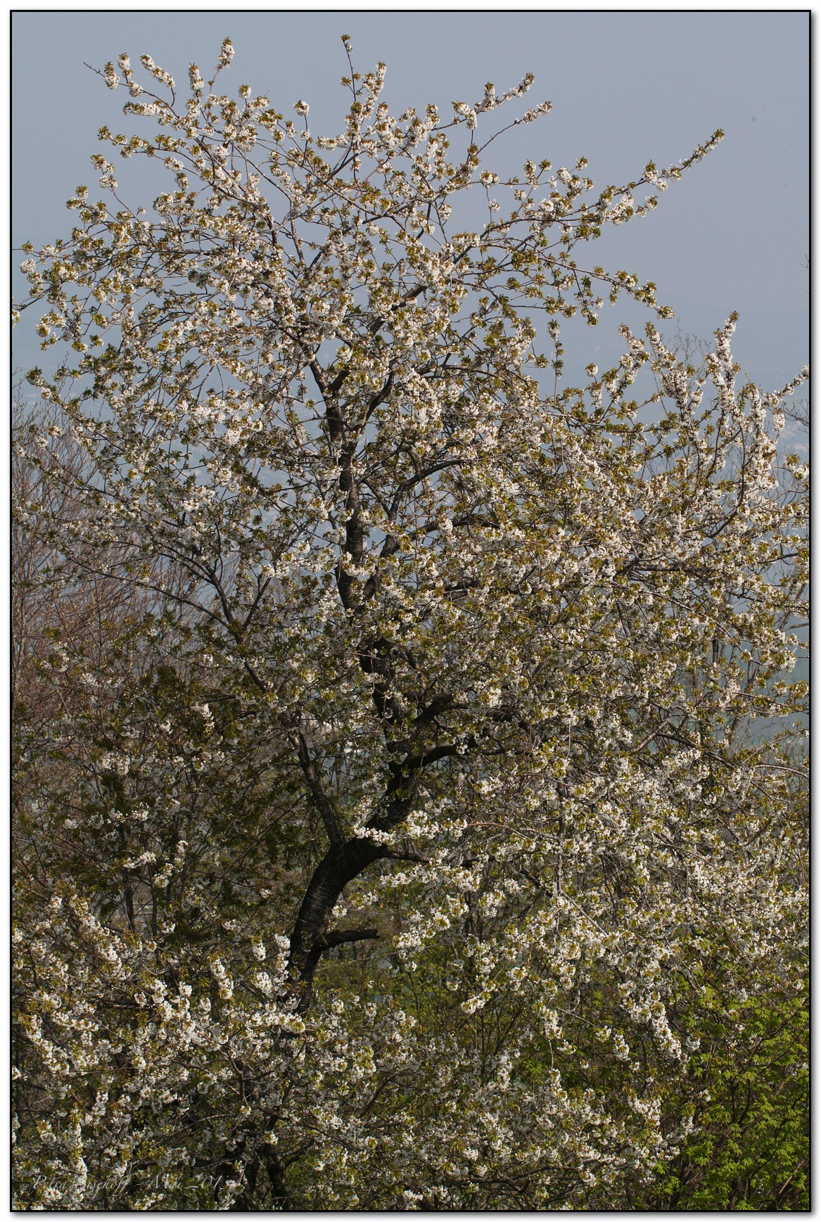 &copy; Petra Bischoff