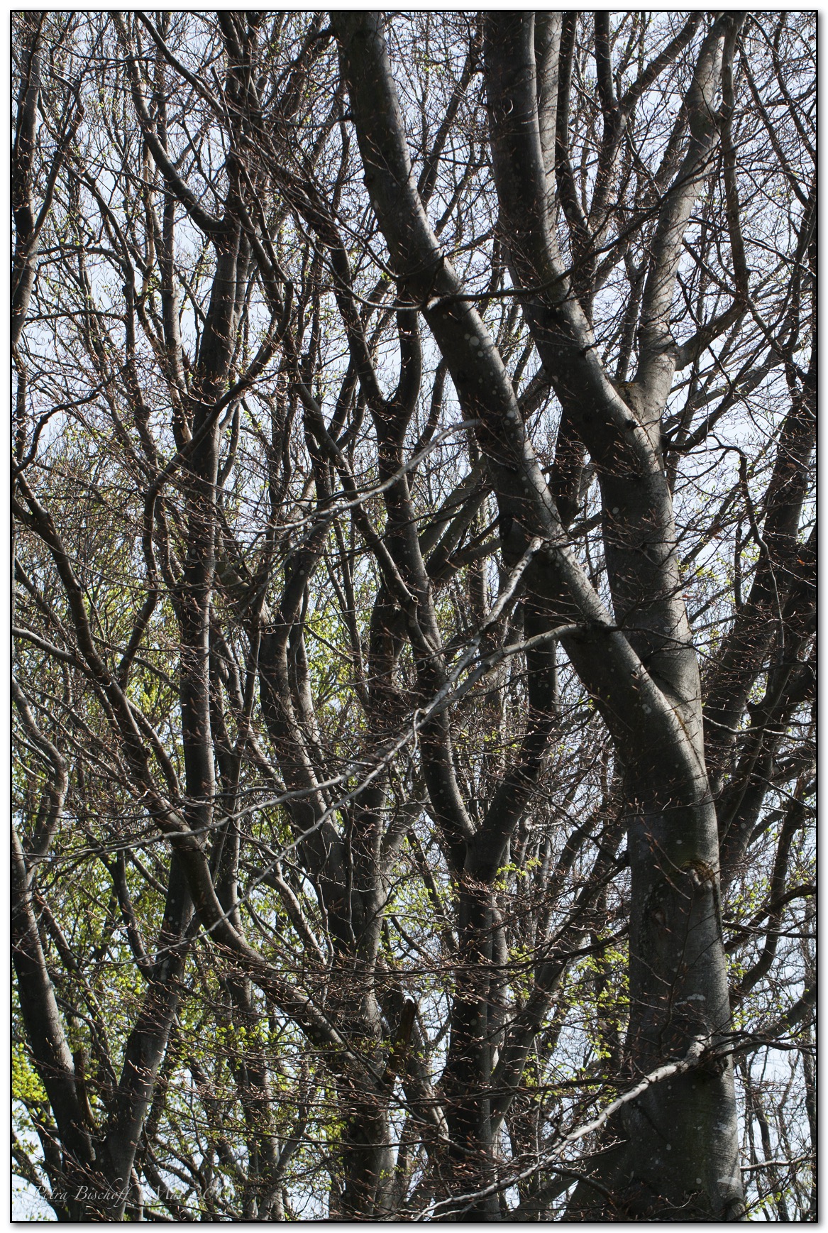 &copy; Petra Bischoff