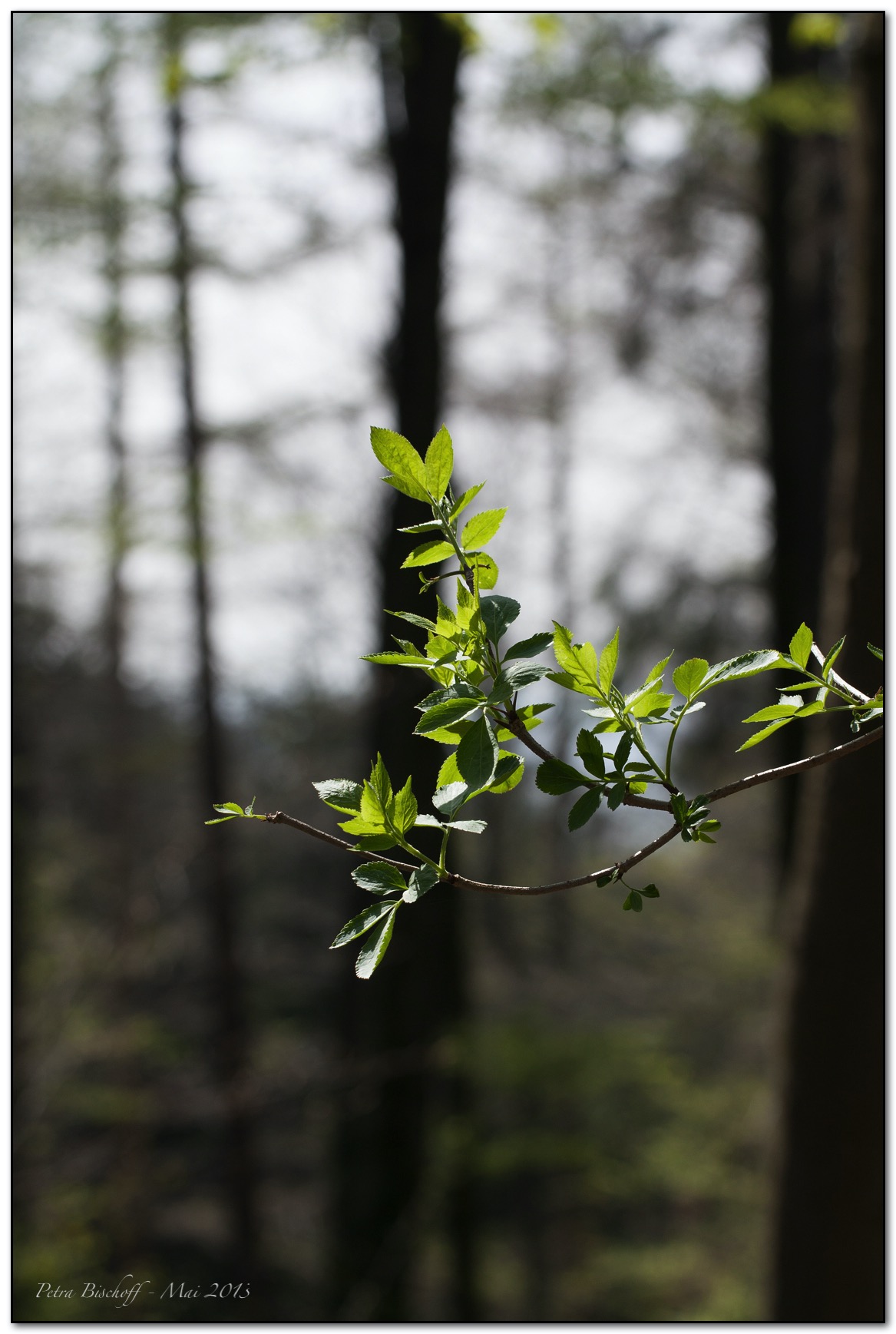 &copy; Petra Bischoff