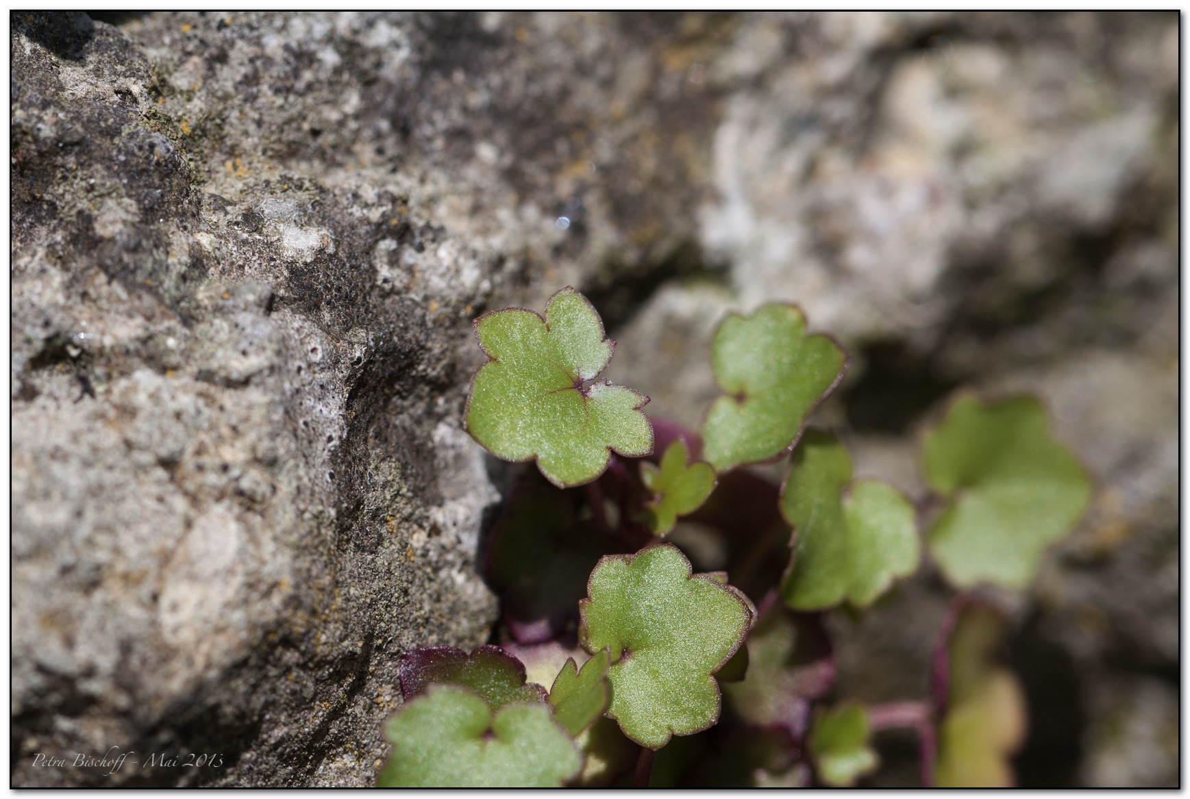 &copy; Petra Bischoff