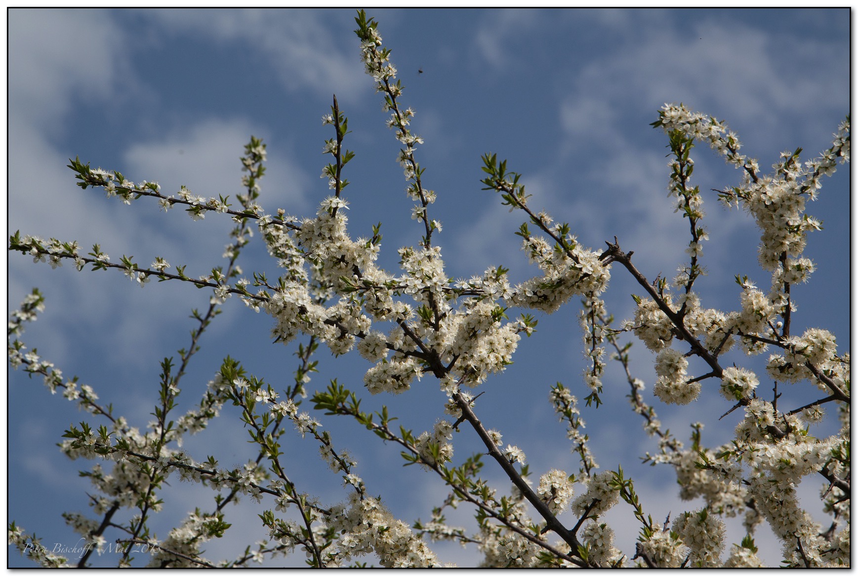 &copy; Petra Bischoff