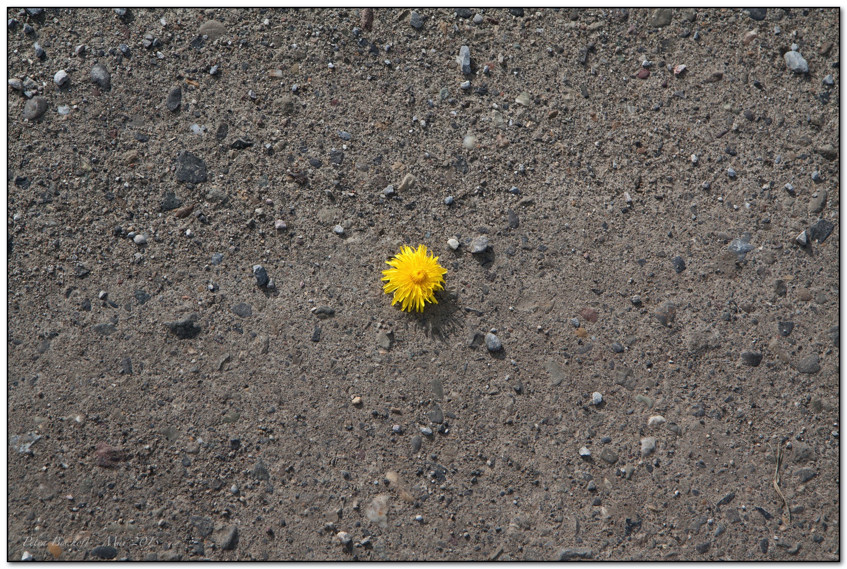 &copy; Petra Bischoff