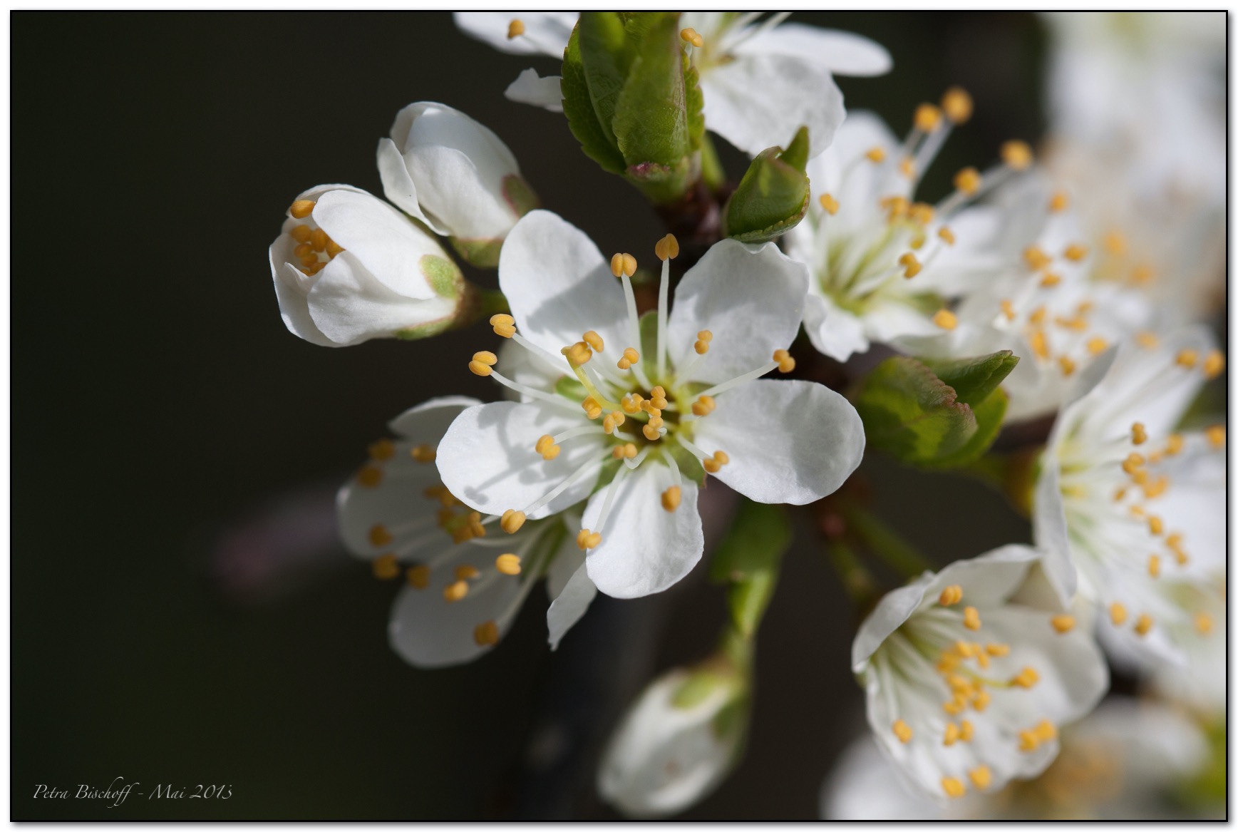 &copy; Petra Bischoff