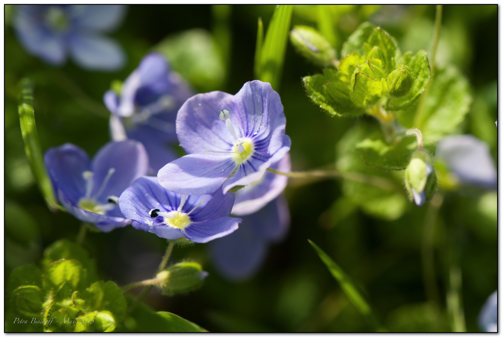 &copy; Petra Bischoff