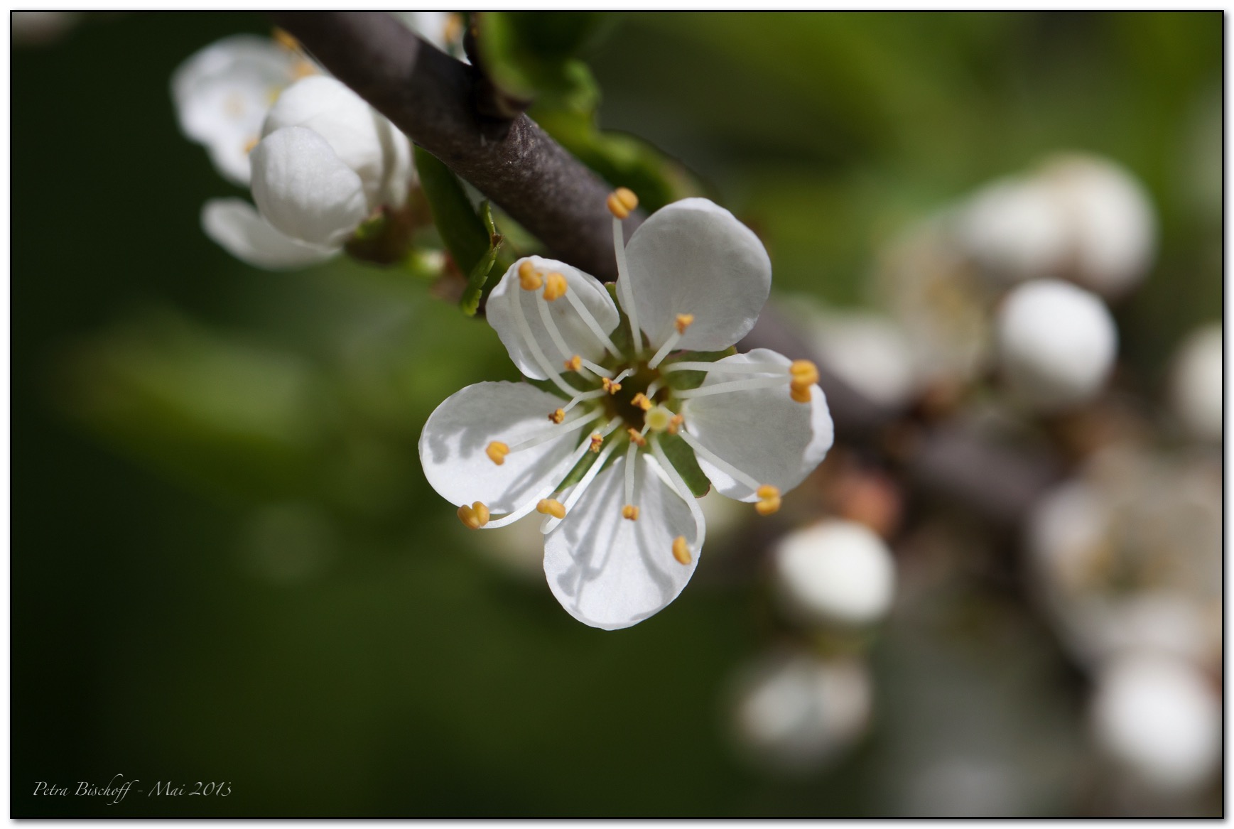 &copy; Petra Bischoff