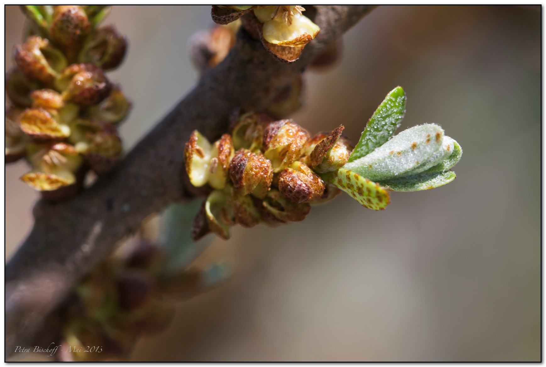 &copy; Petra Bischoff