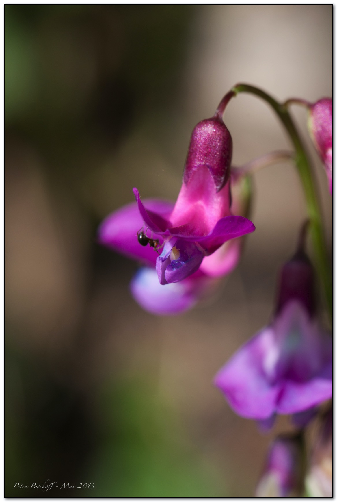 &copy; Petra Bischoff