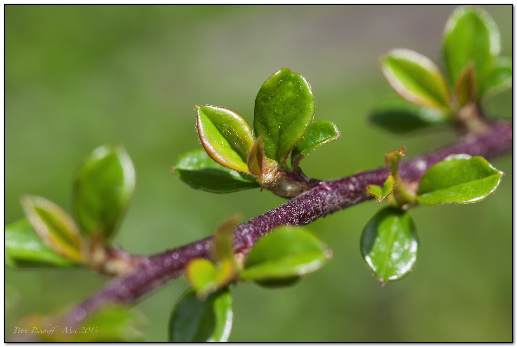 &copy; Petra Bischoff