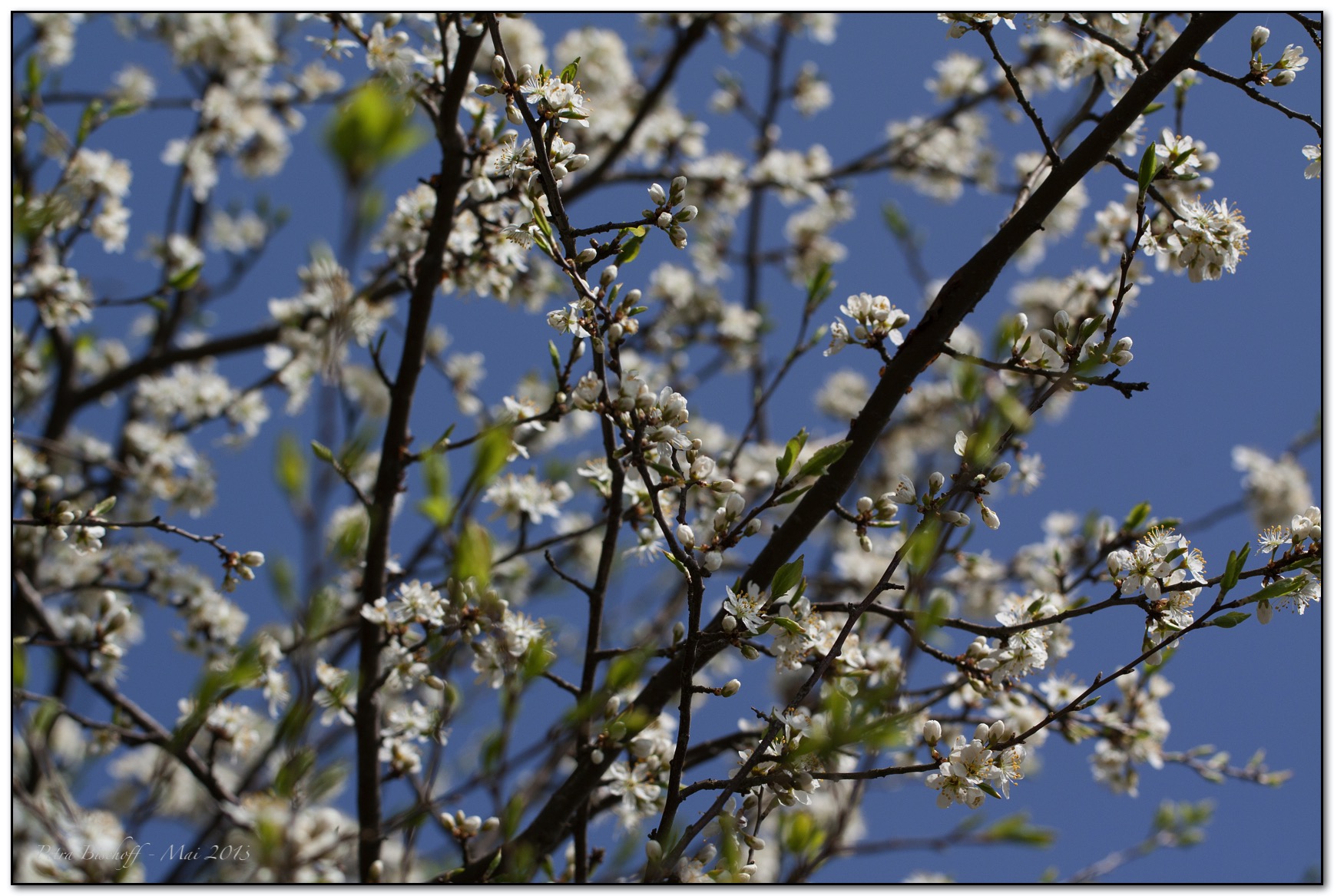 &copy; Petra Bischoff