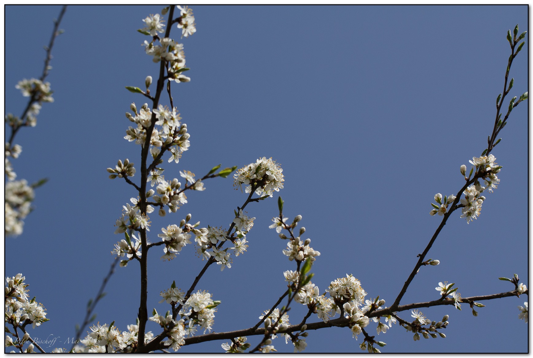 &copy; Petra Bischoff