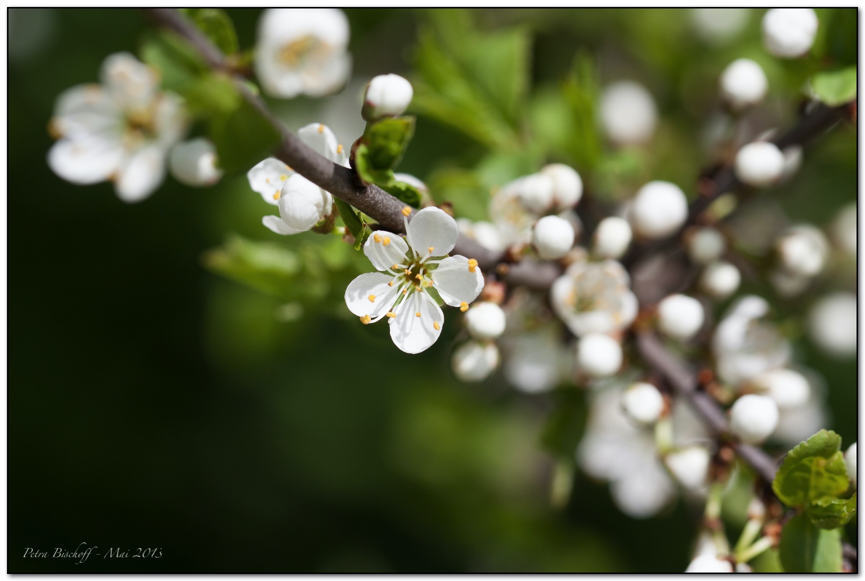 &copy; Petra Bischoff