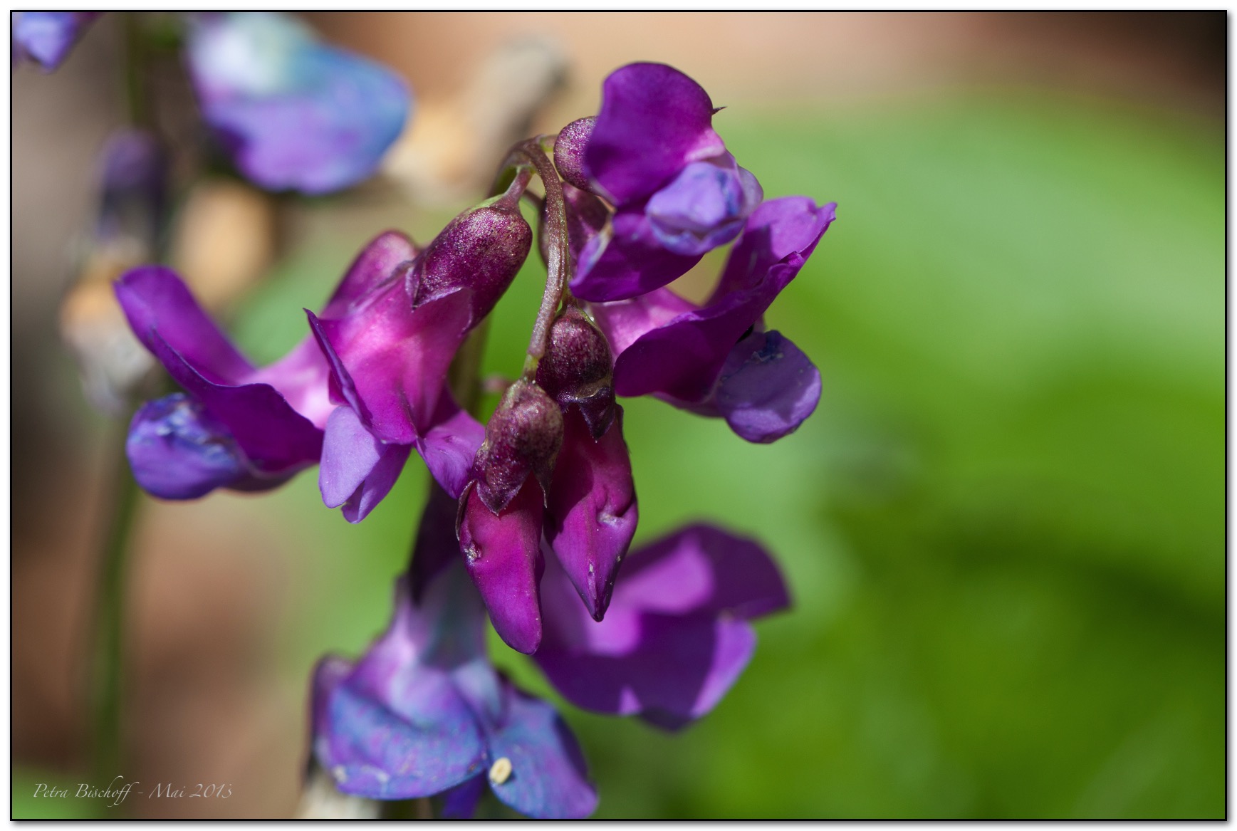 &copy; Petra Bischoff