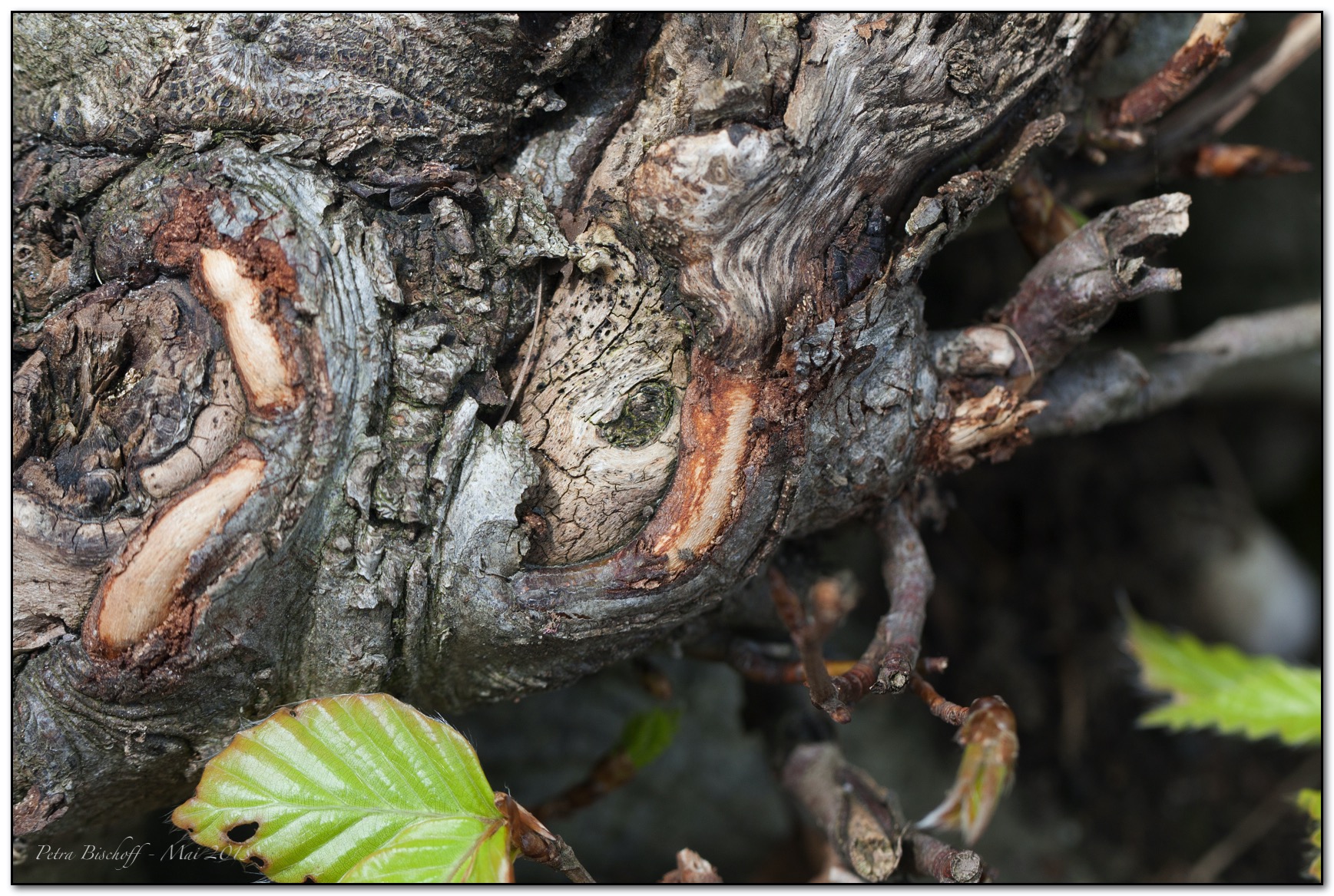 &copy; Petra Bischoff