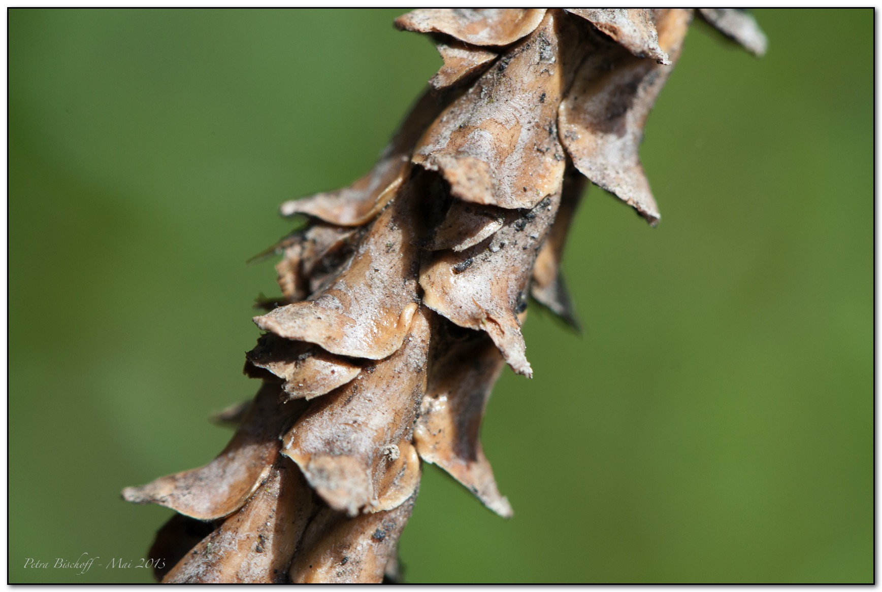 &copy; Petra Bischoff