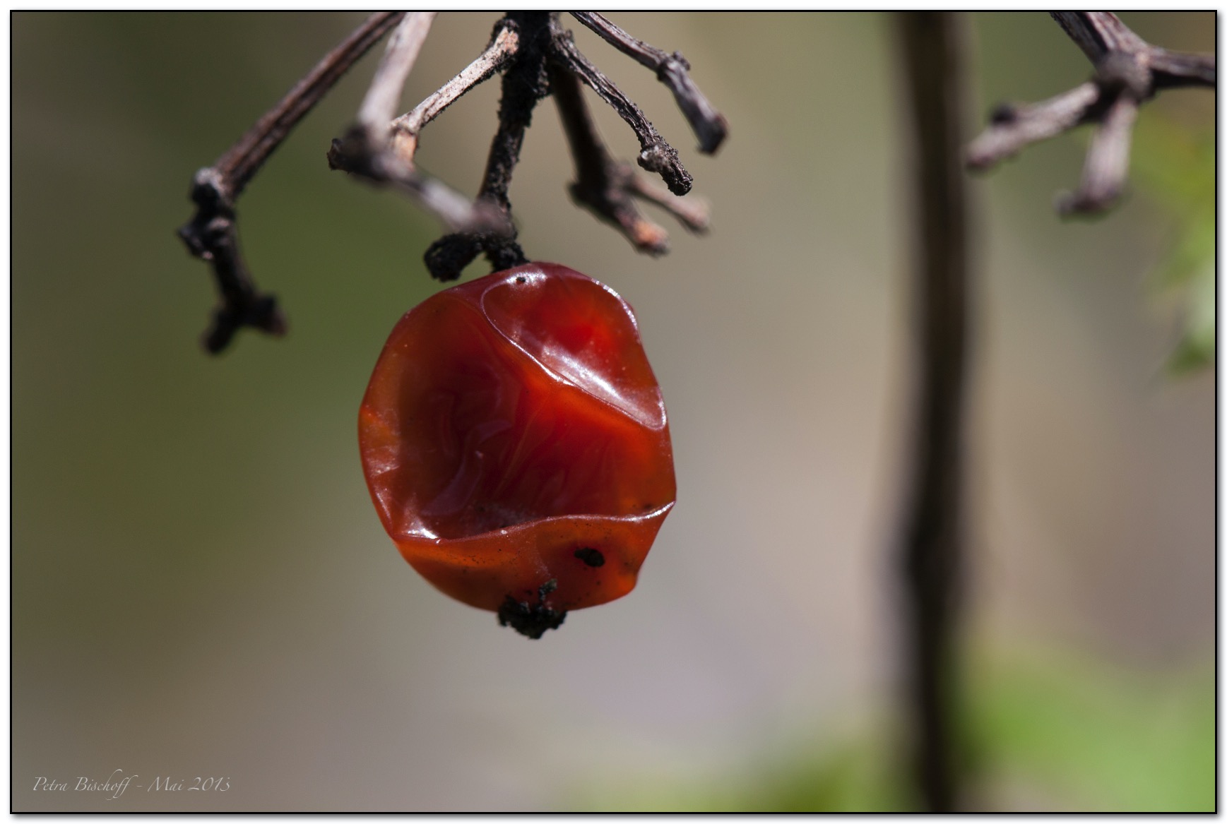 &copy; Petra Bischoff