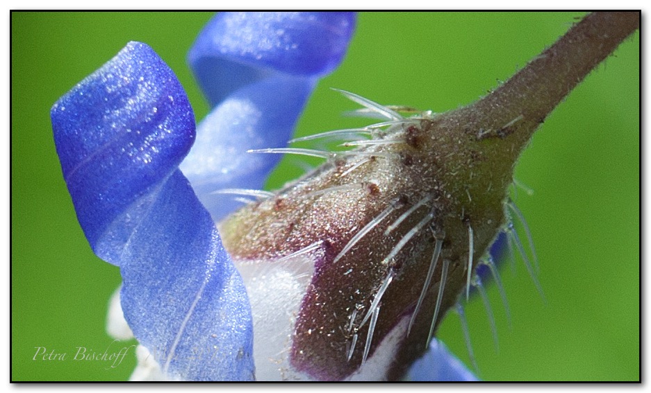 &copy; Petra Bischoff