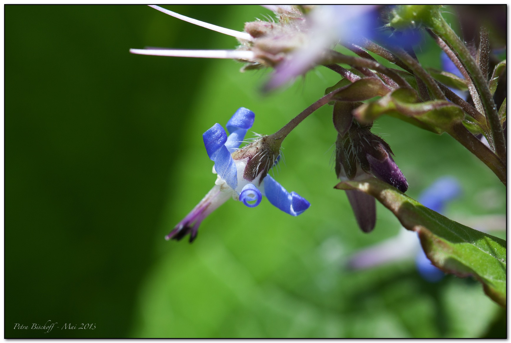 &copy; Petra Bischoff